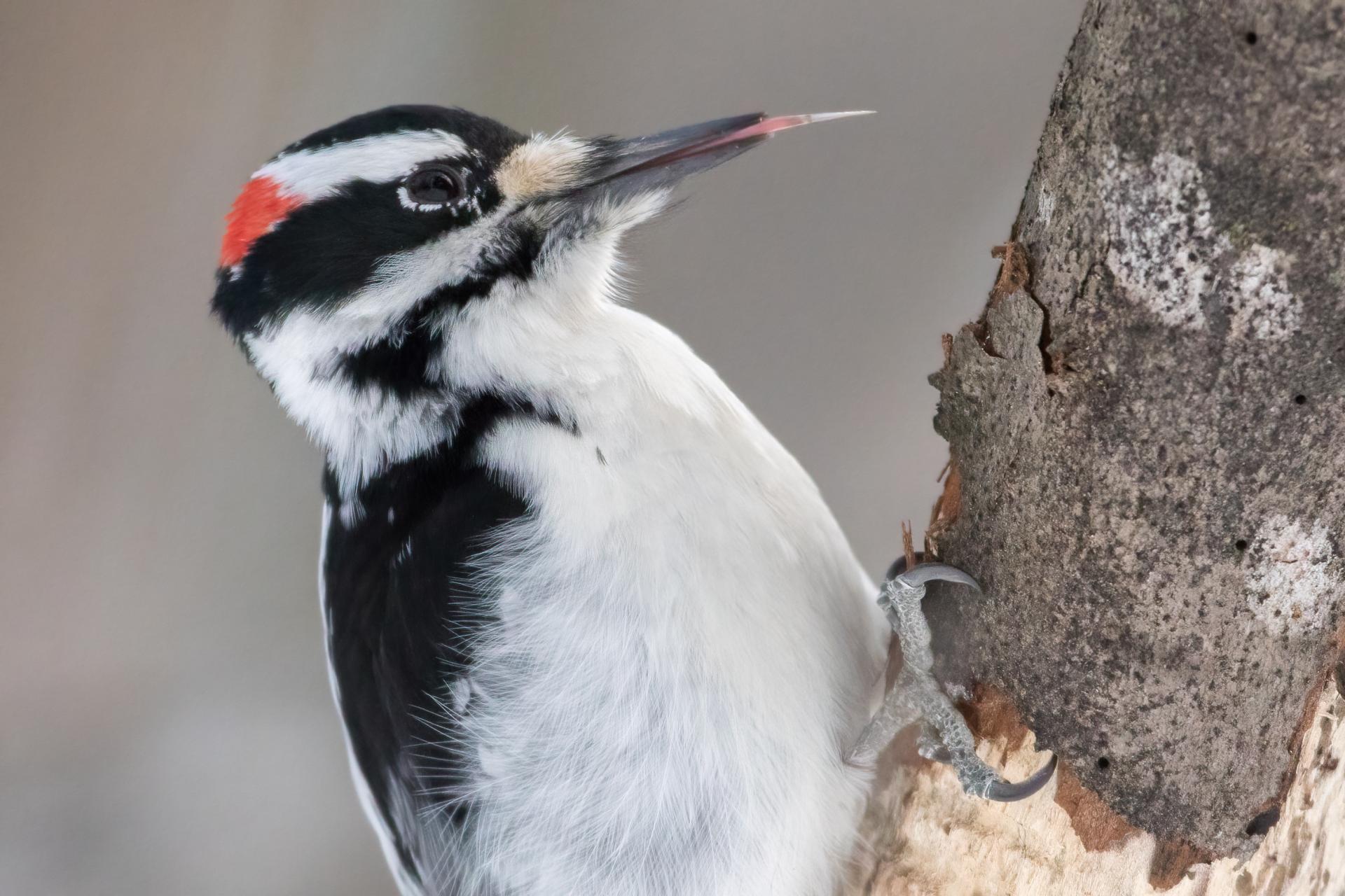 pic-chevelu-hairy-woodpecker