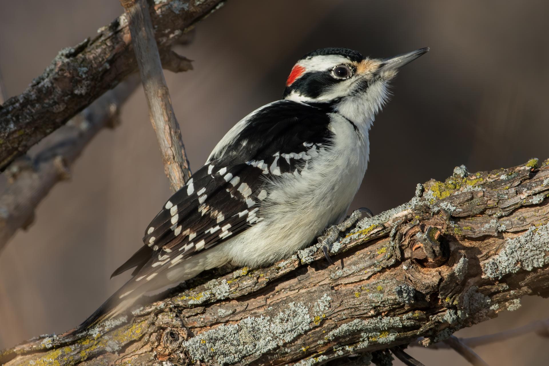pic-chevelu-hairy-woodpecker