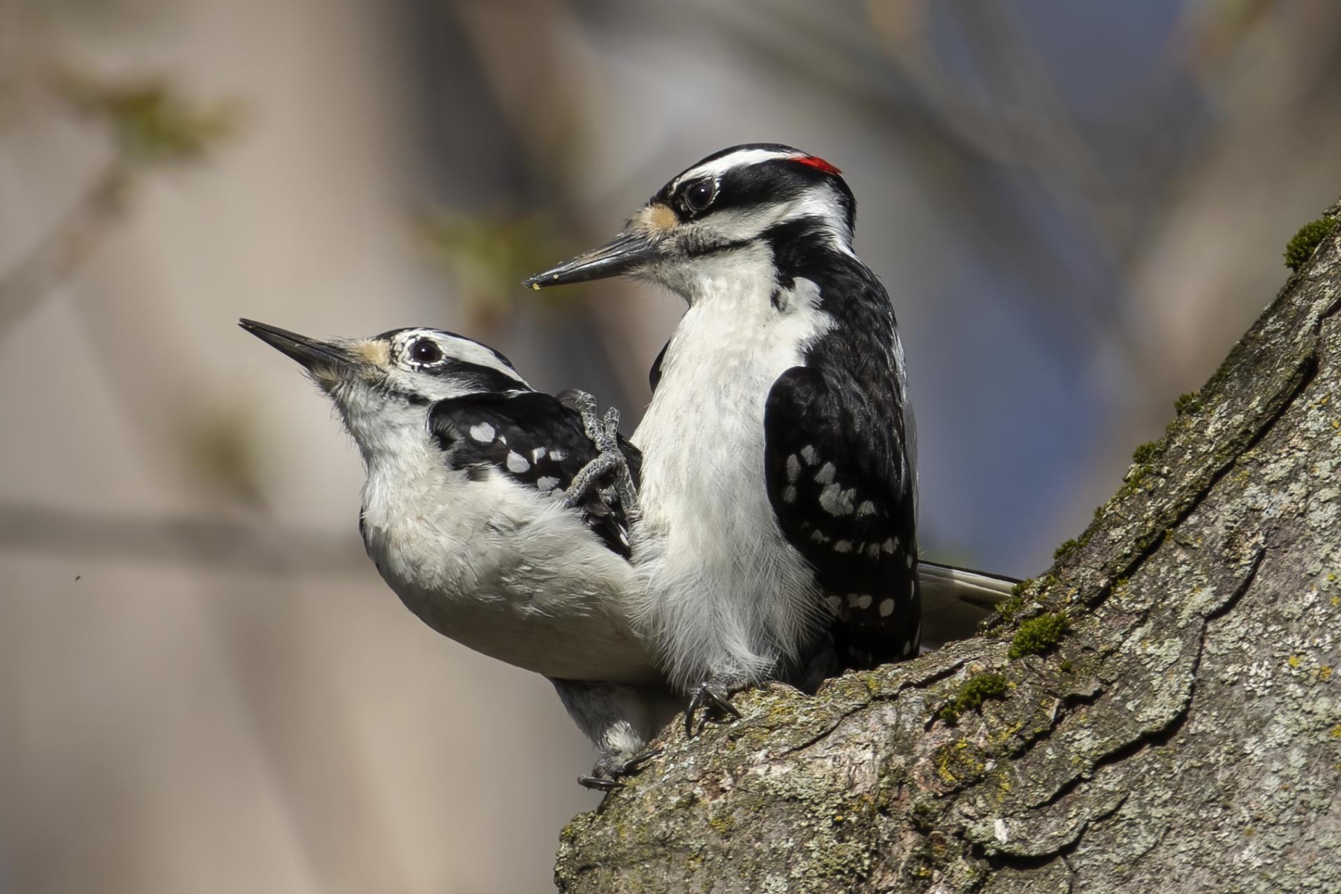 pic-chevelu-hairy-woodpecker