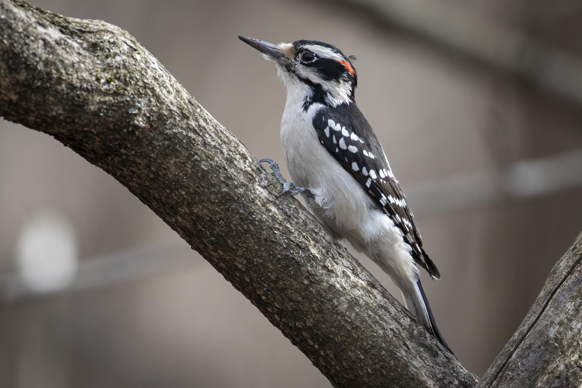 pic-chevelu-hairy-woodpecker