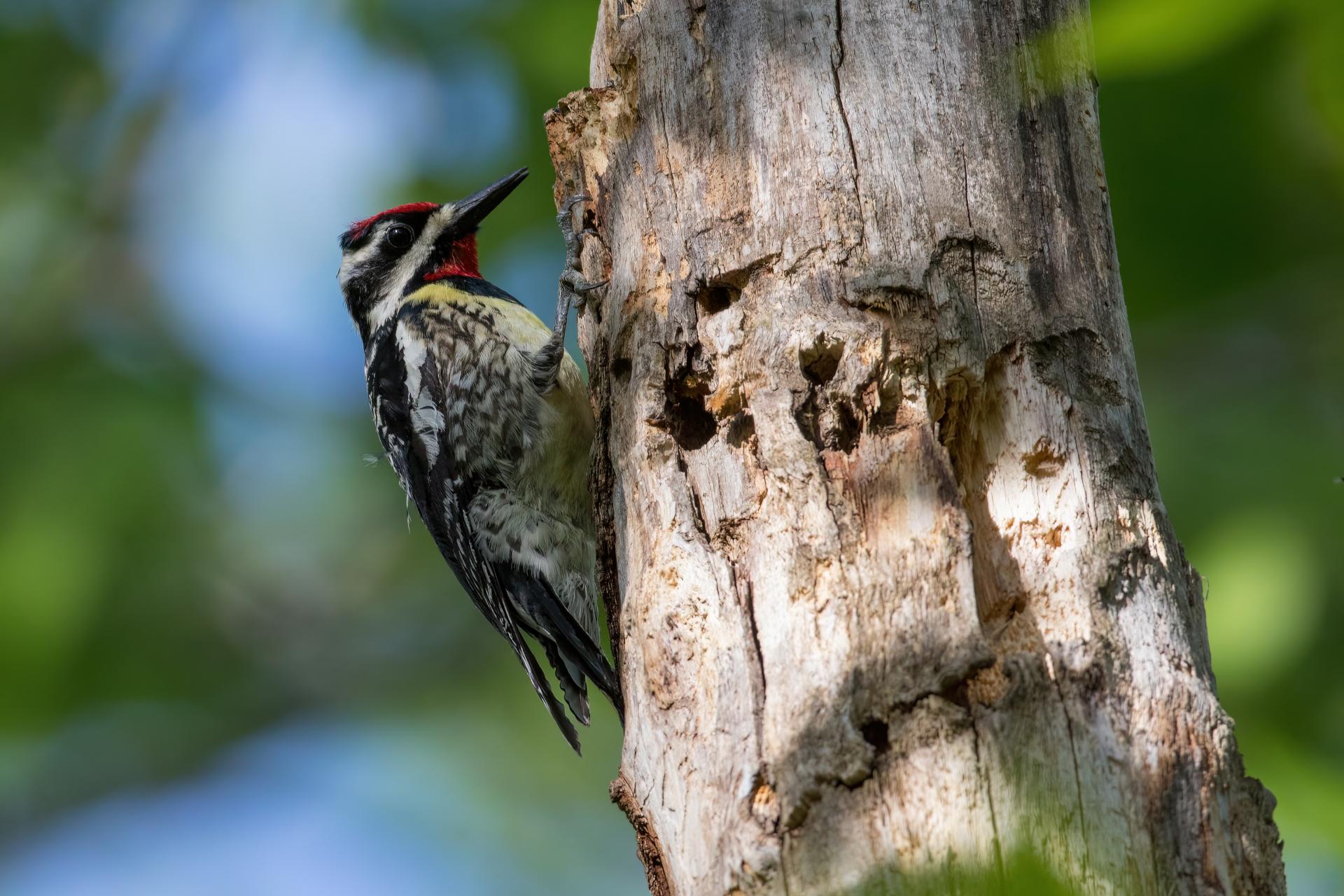 pic-macule-yellow-bellied-sapsucker