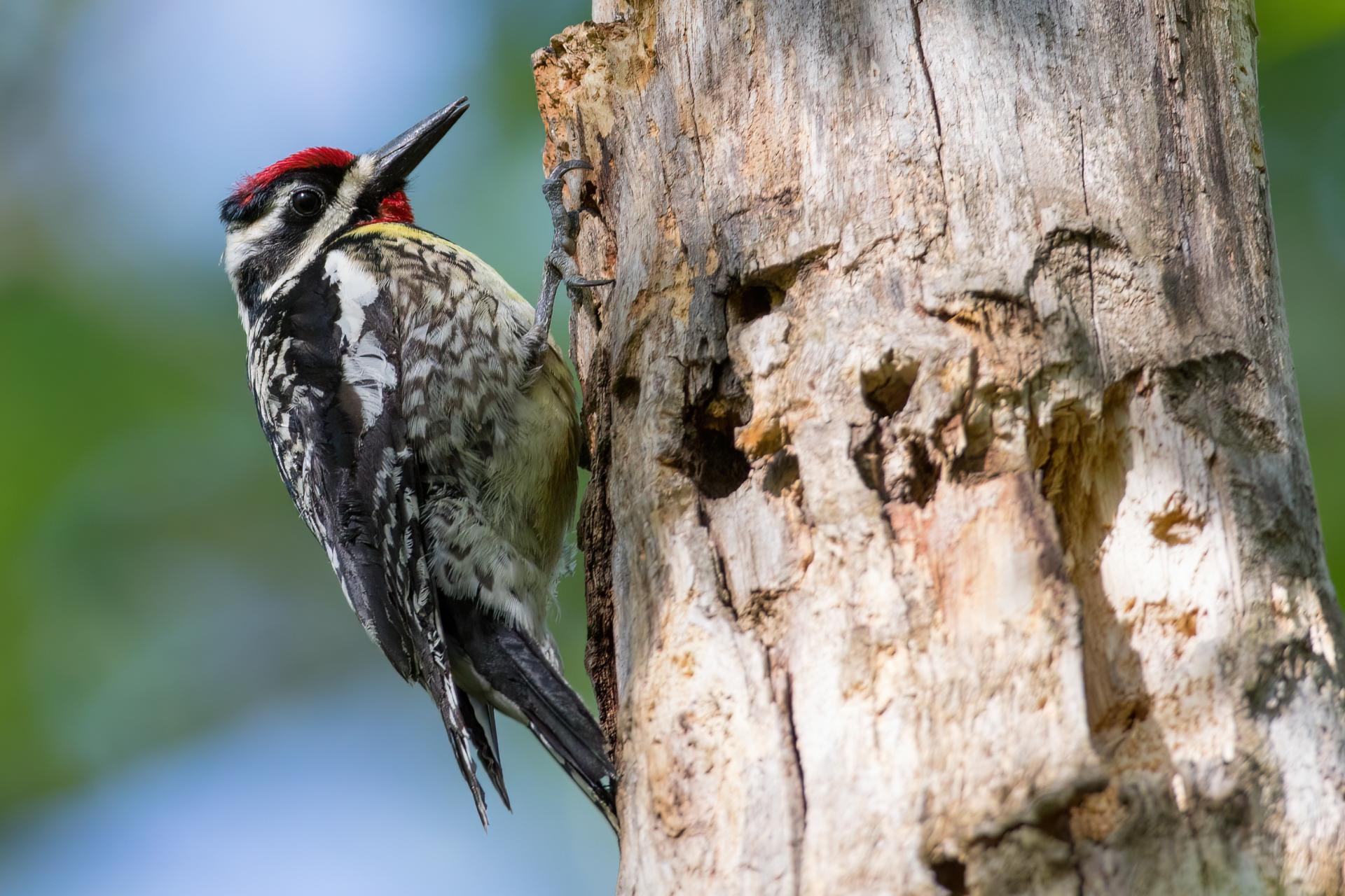 pic-macule-yellow-bellied-sapsucker