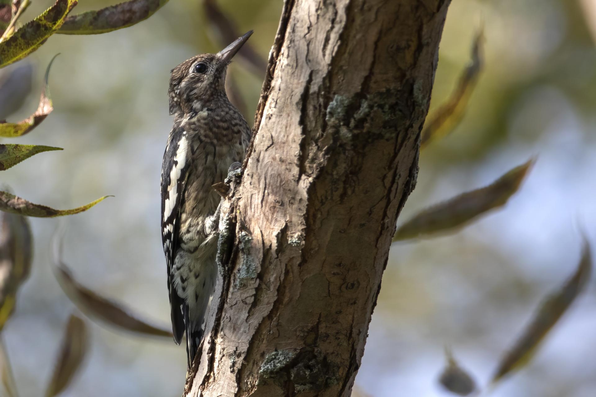 pic-macule-yellow-bellied-sapsucker