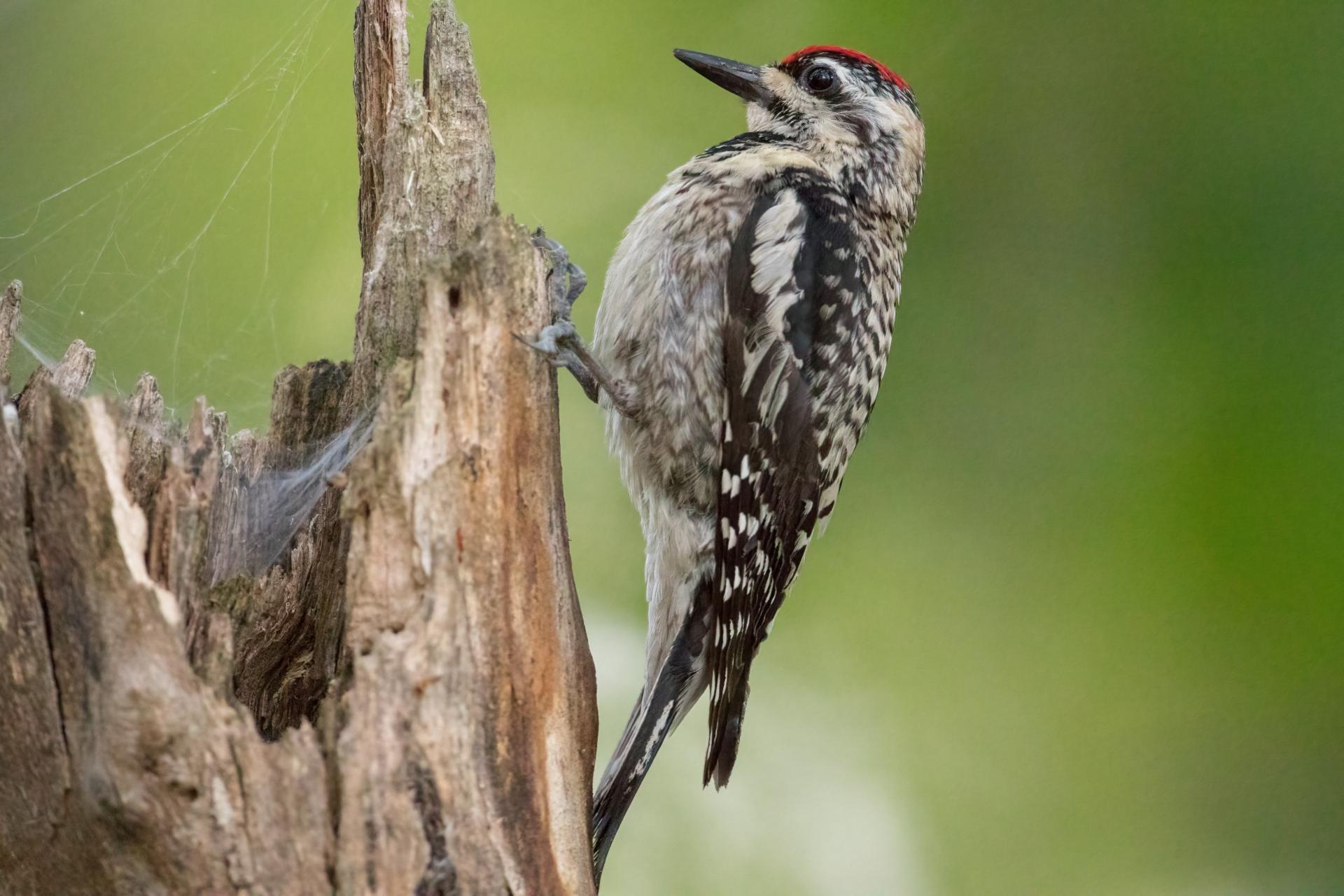 pic-macule-yellow-bellied-sapsucker