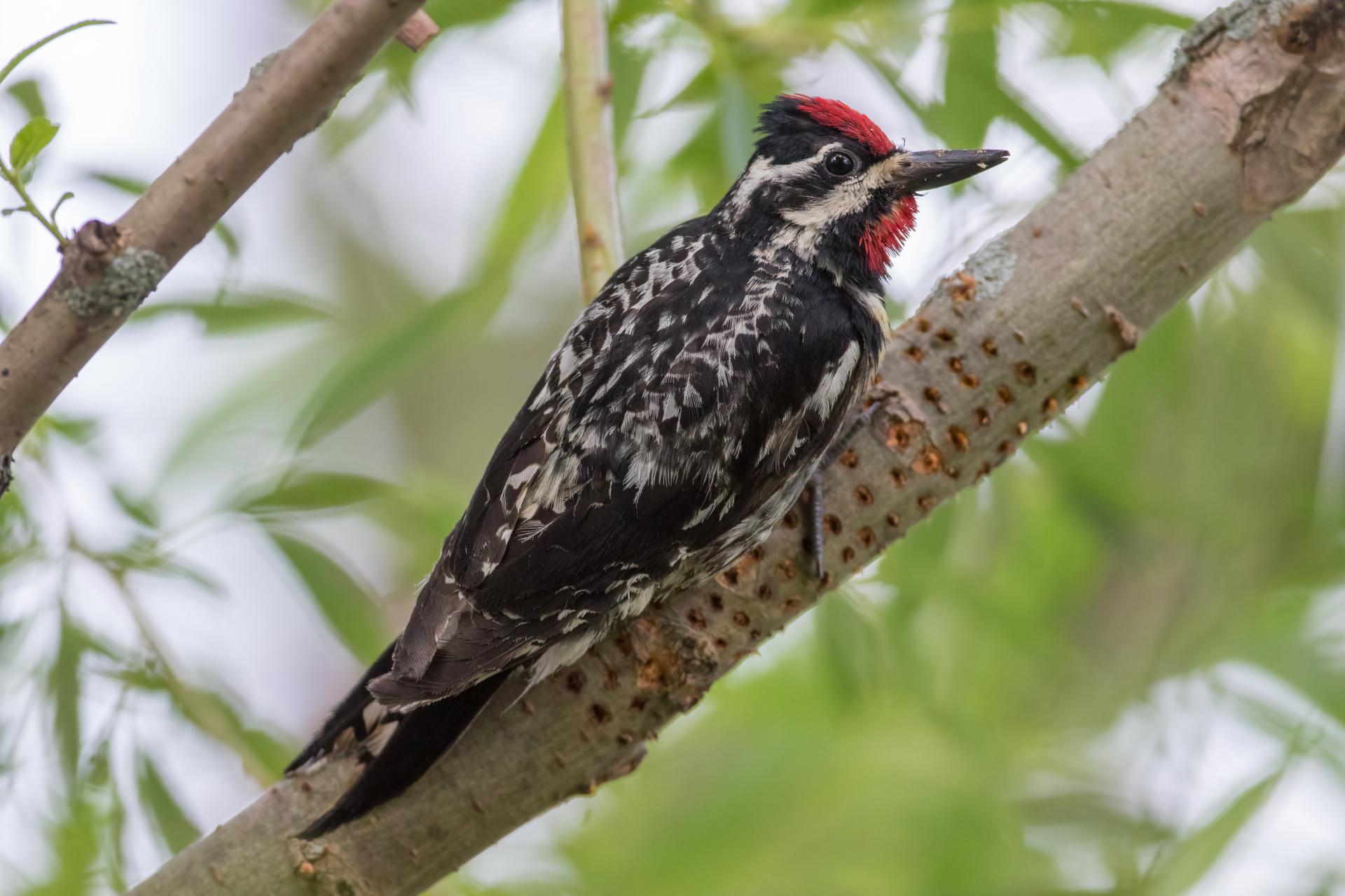 pic-macule-yellow-bellied-sapsucker