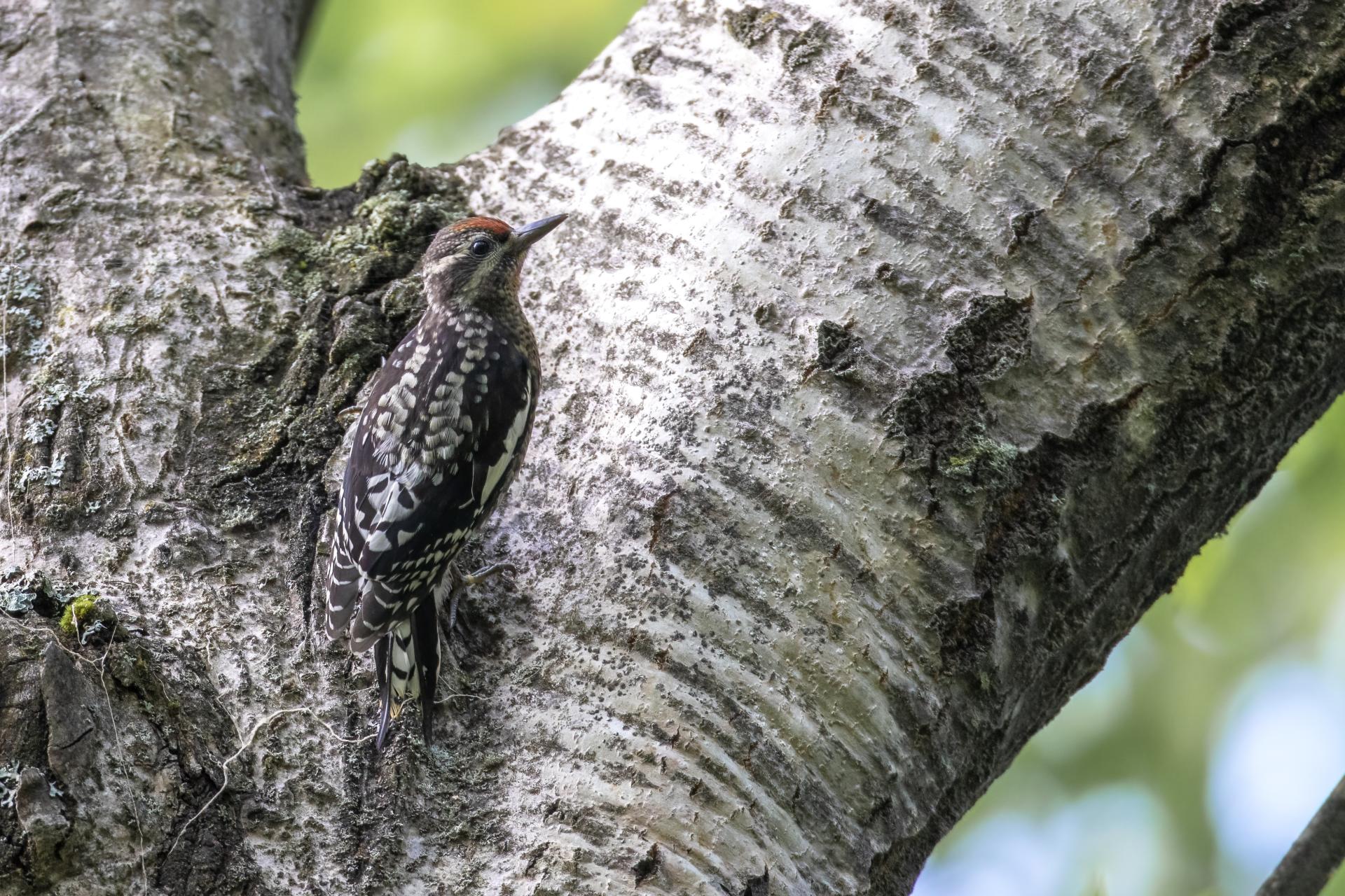 pic-macule-yellow-bellied-sapsucker