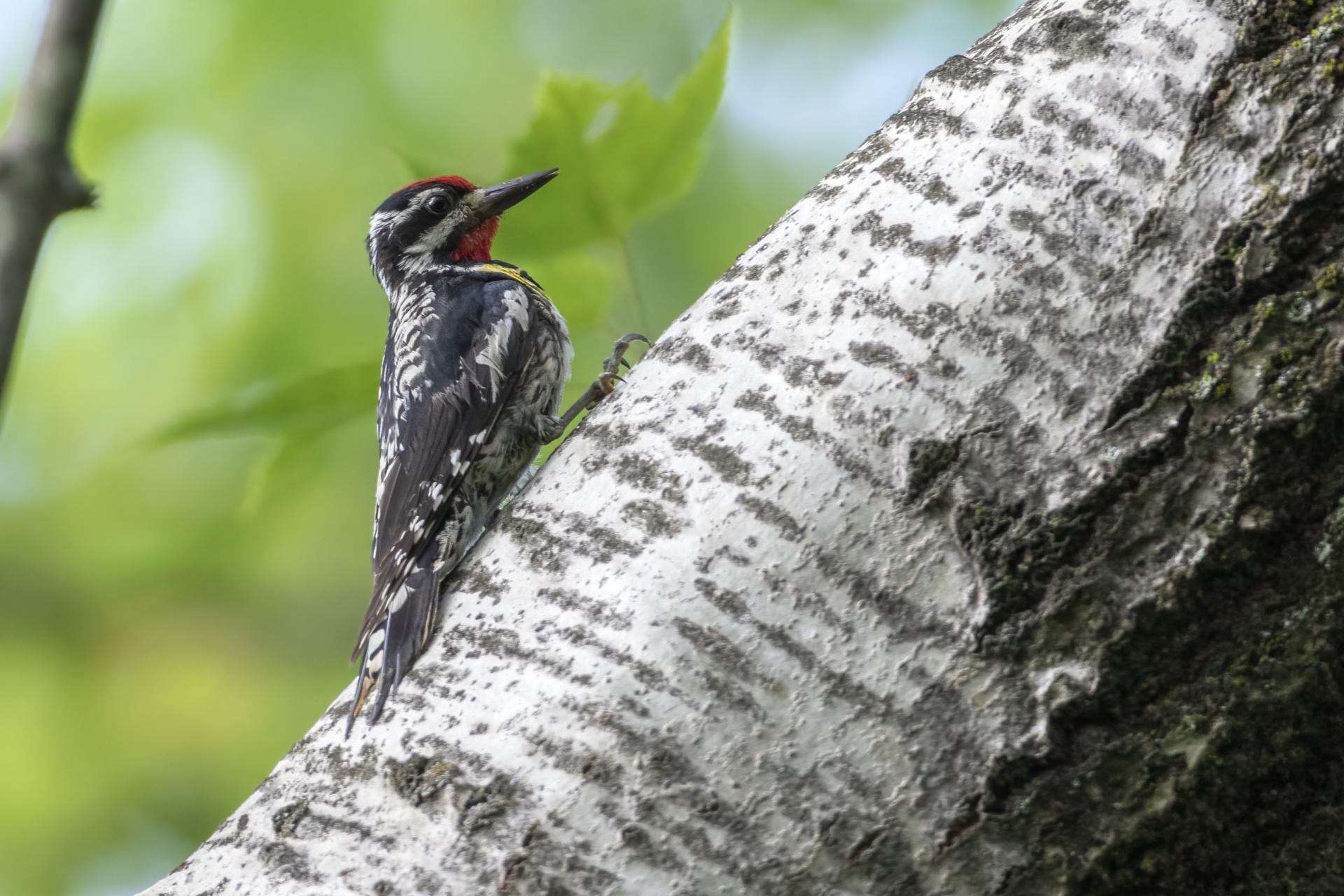 pic-macule-yellow-bellied-sapsucker