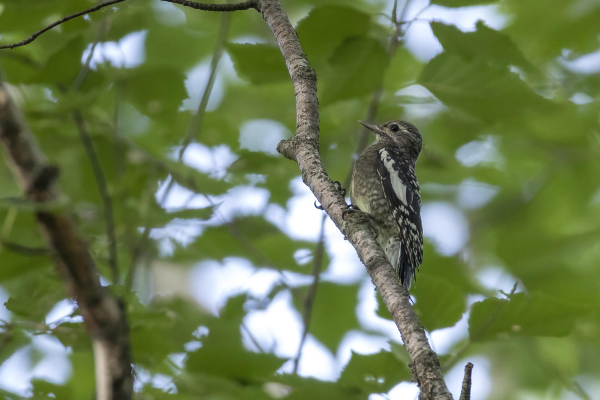 pic-macule-yellow-bellied-sapsucker