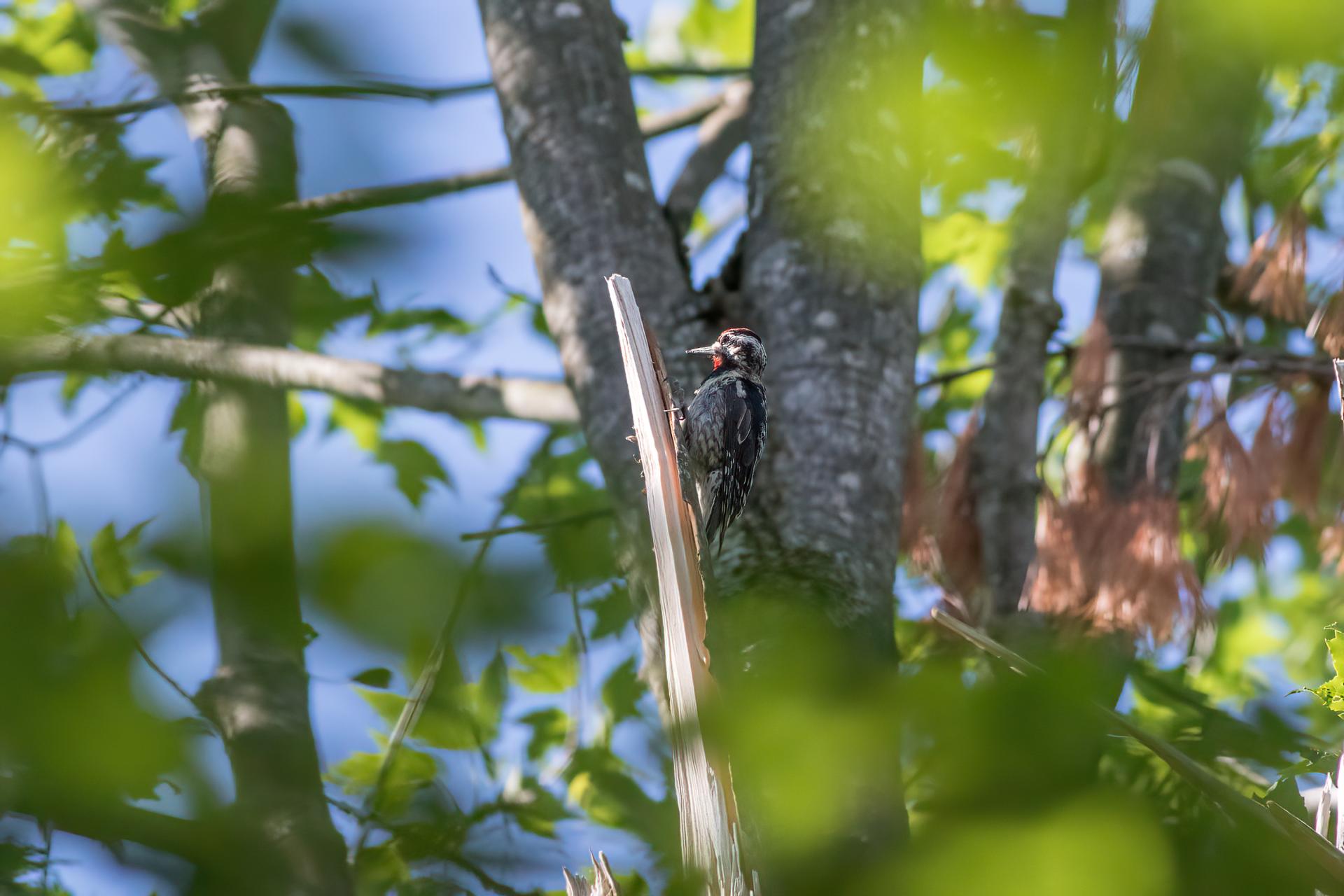 pic-macule-yellow-bellied-sapsucker