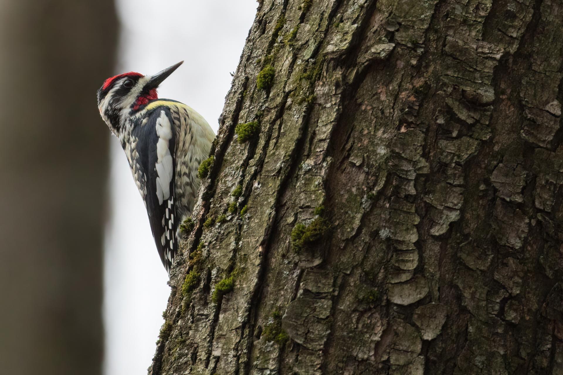 pic-macule-yellow-bellied-sapsucker