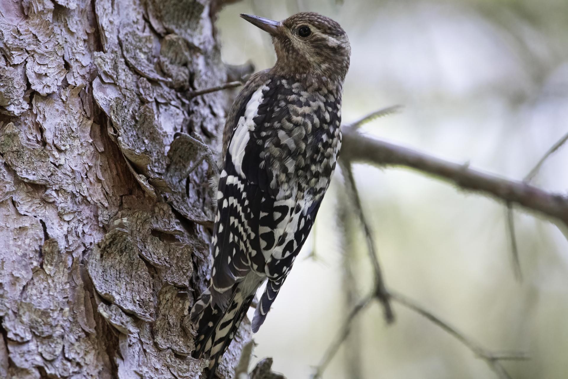 pic-macule-yellow-bellied-sapsucker