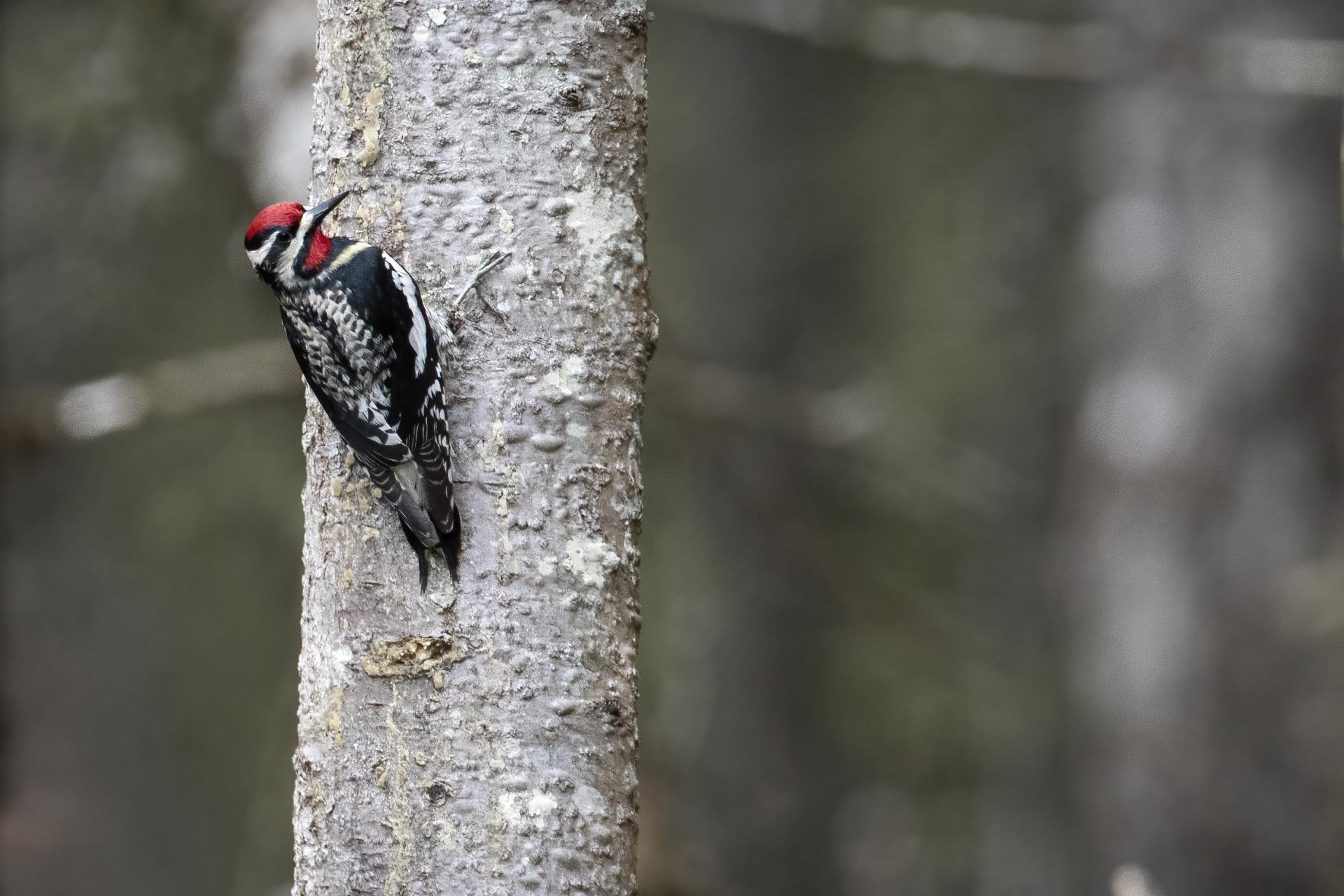 pic-macule-yellow-bellied-sapsucker