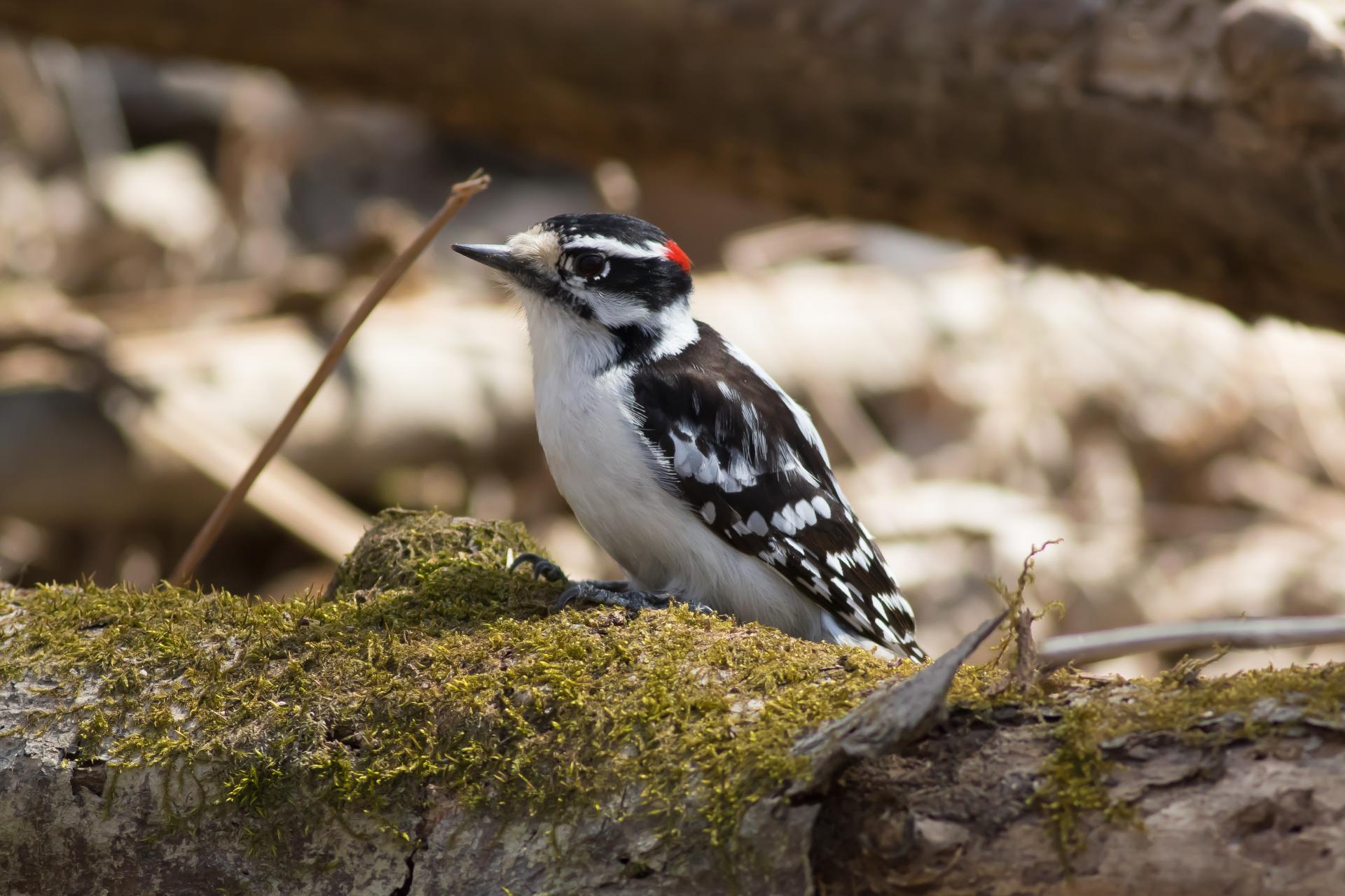 pic-mineur-downy-woodpecker