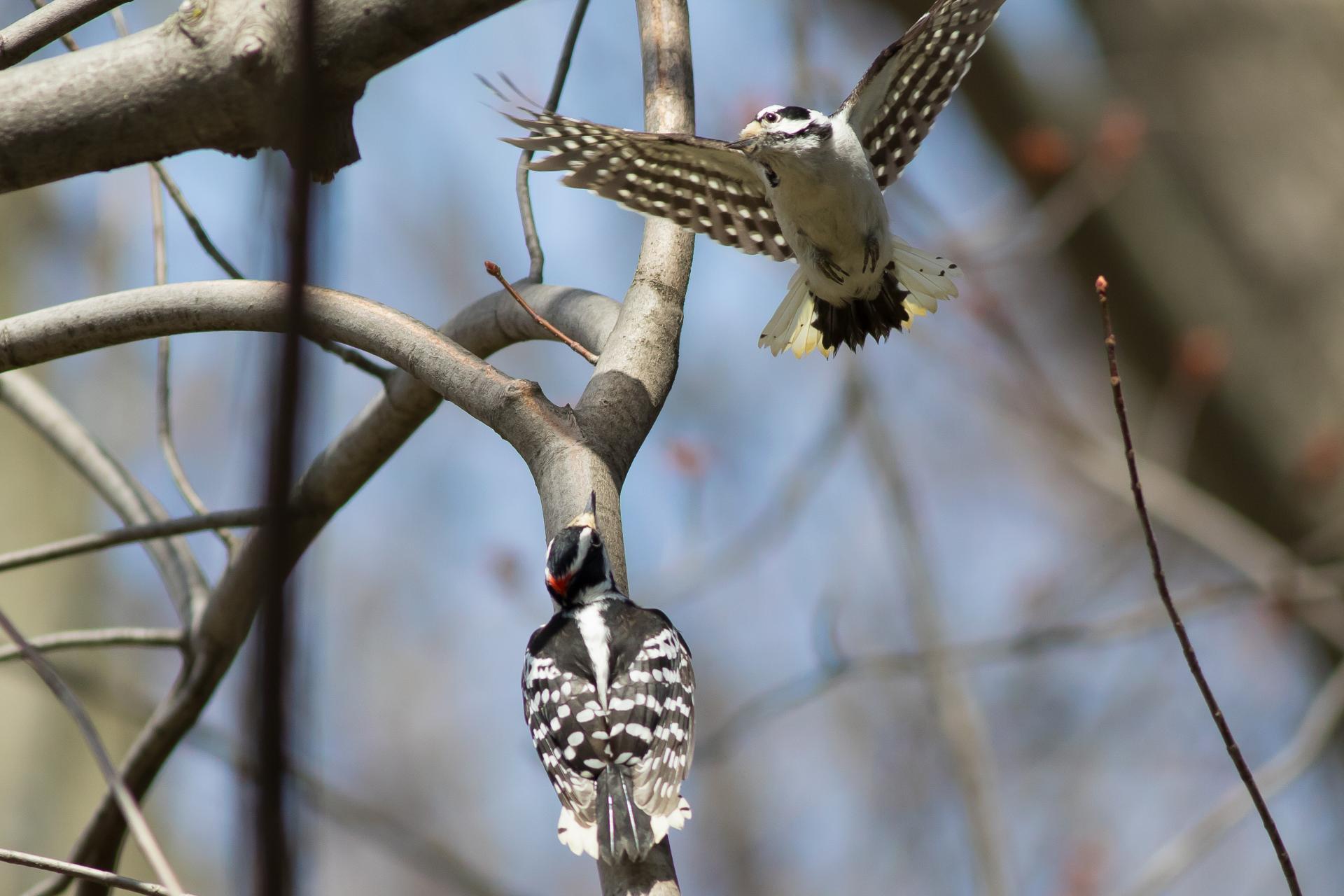 pic-mineur-downy-woodpecker