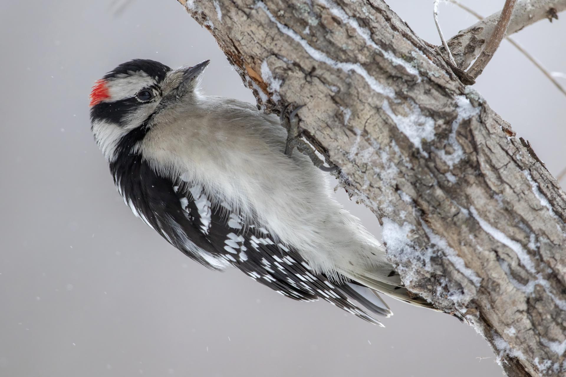 pic-mineur-downy-woodpecker