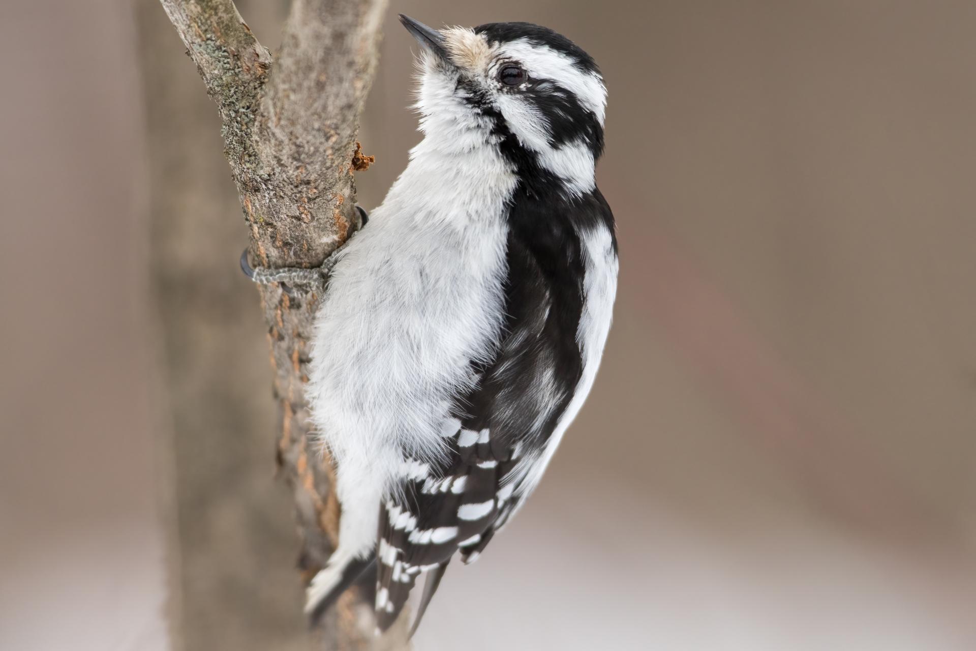 pic-mineur-downy-woodpecker