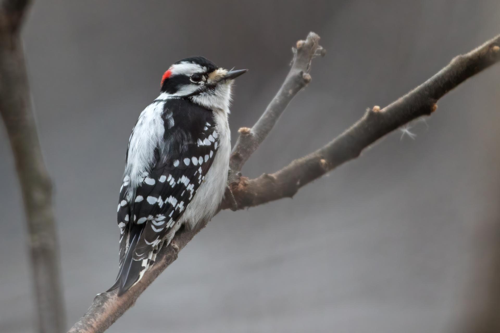 pic-mineur-downy-woodpecker