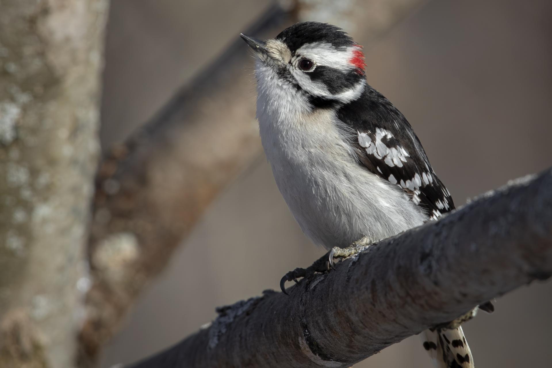 pic-mineur-downy-woodpecker