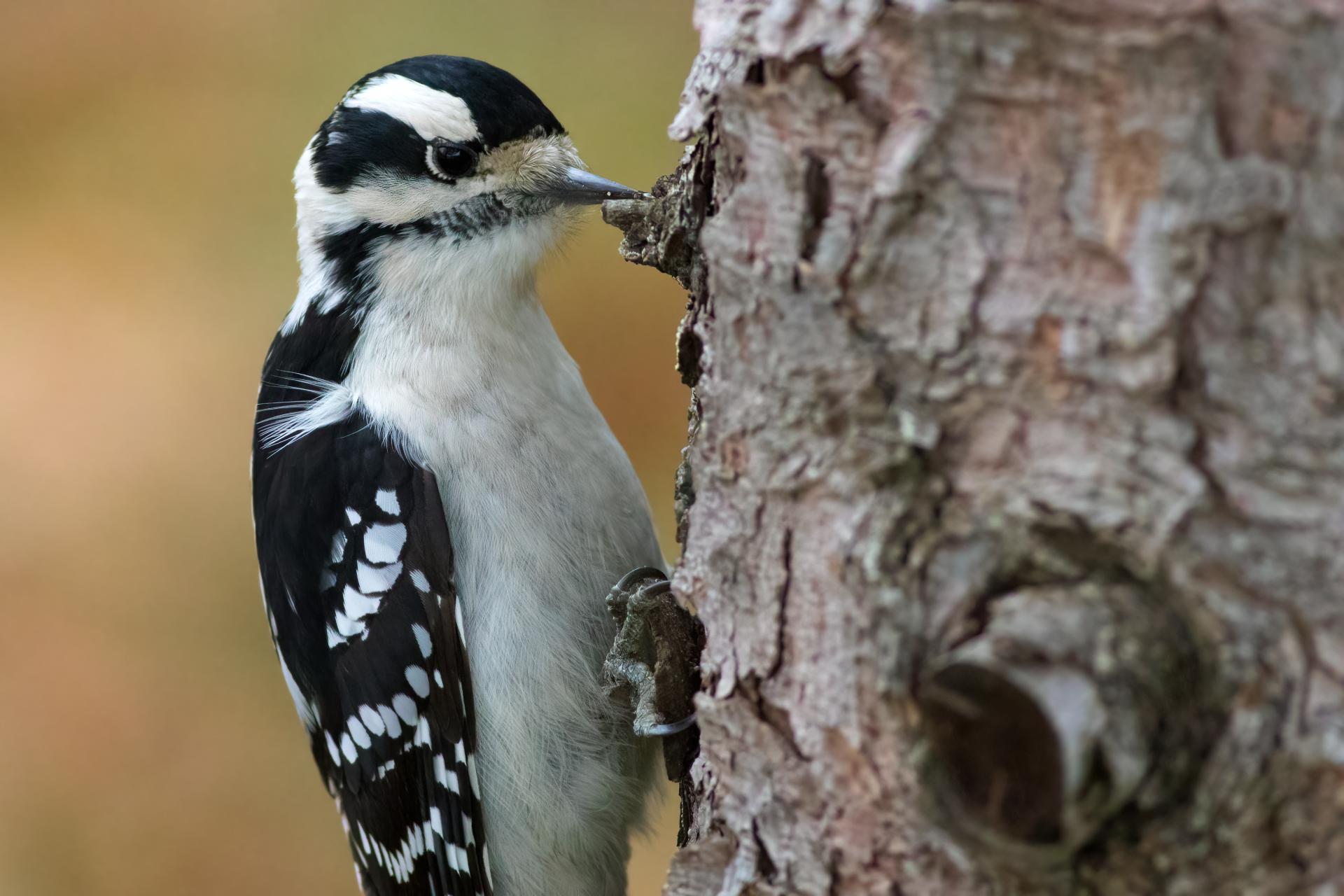 pic-mineur-downy-woodpecker
