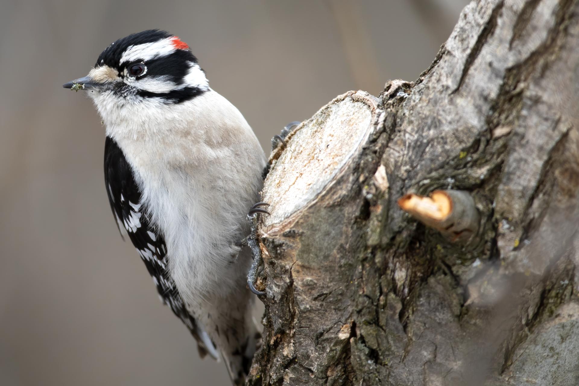 pic-mineur-downy-woodpecker