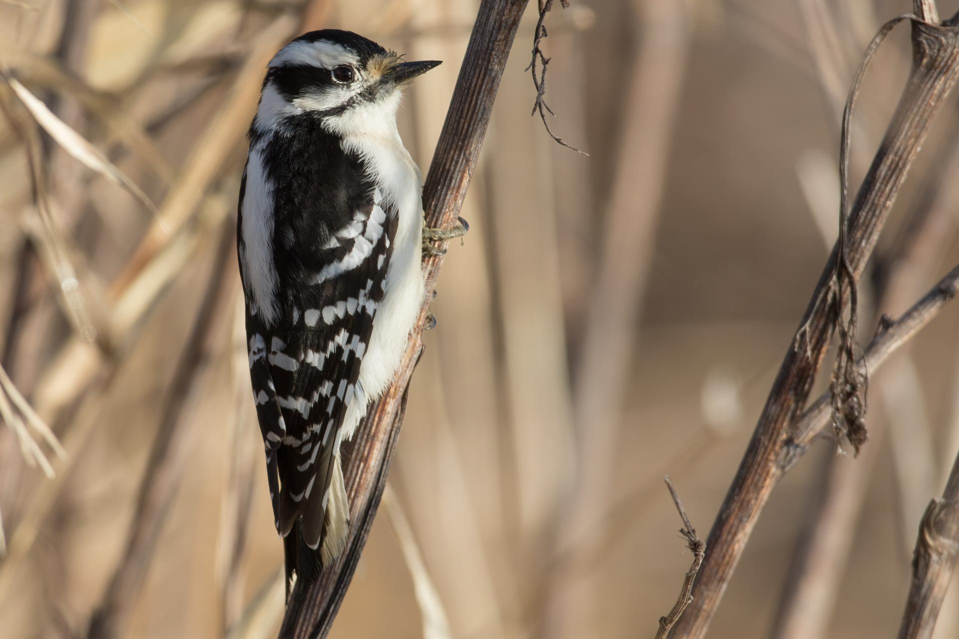 pic-mineur-downy-woodpecker