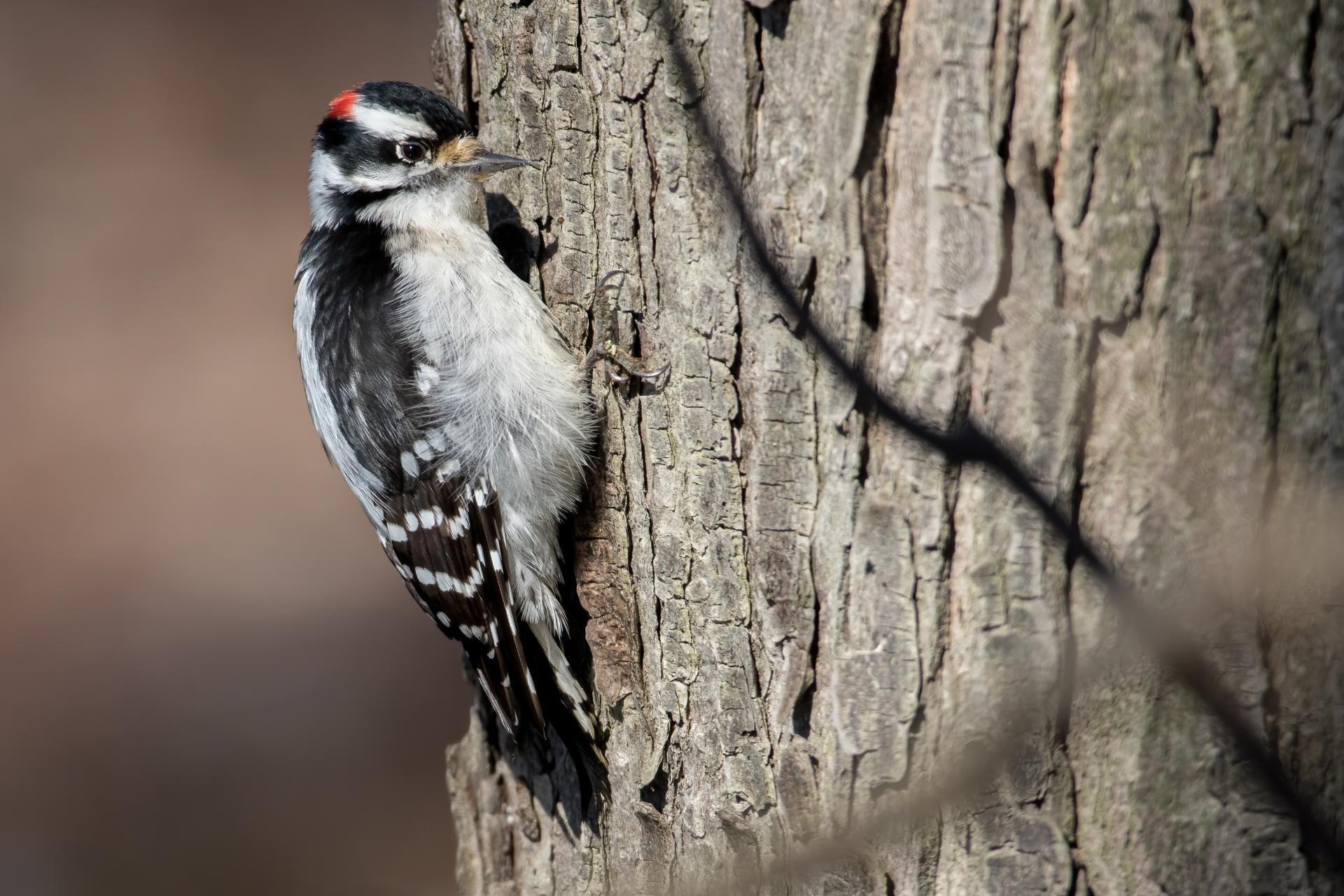 pic-mineur-downy-woodpecker