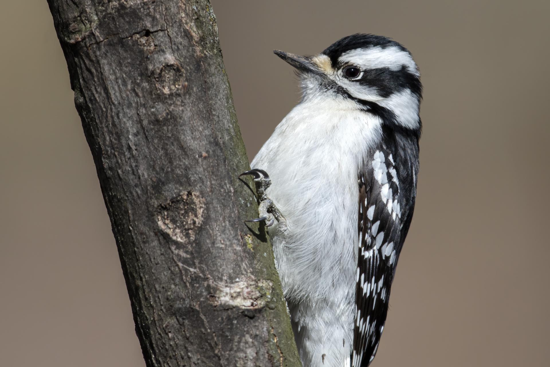 pic-mineur-downy-woodpecker