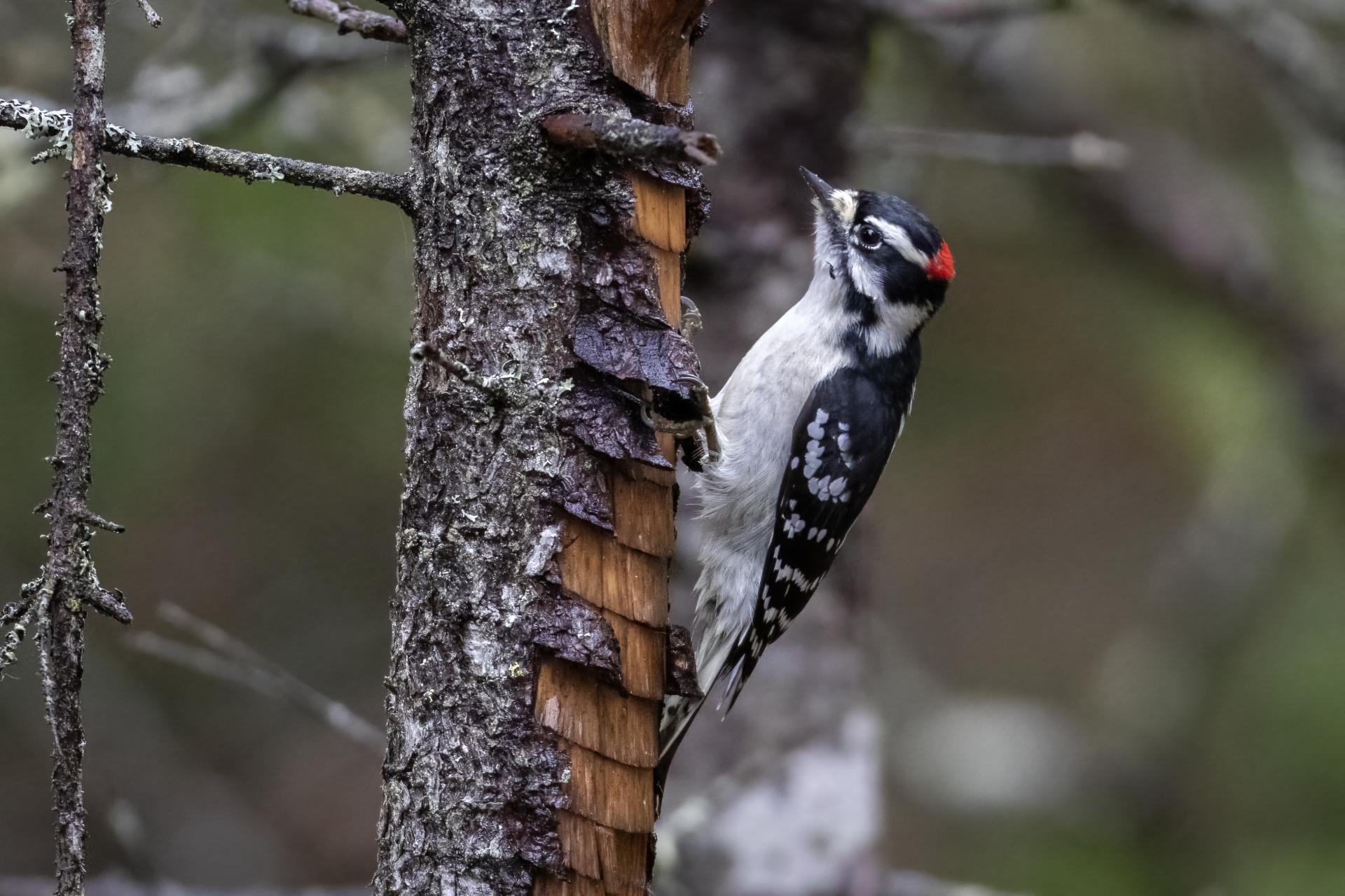 pic-mineur-downy-woodpecker