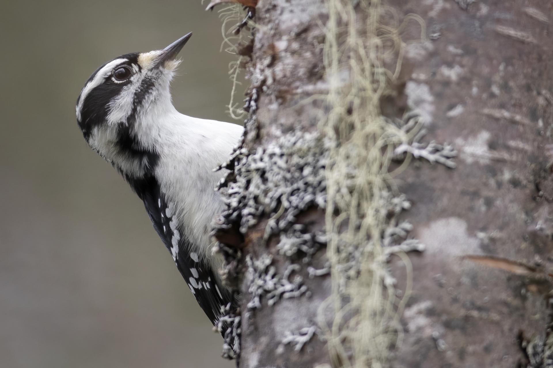 pic-mineur-downy-woodpecker