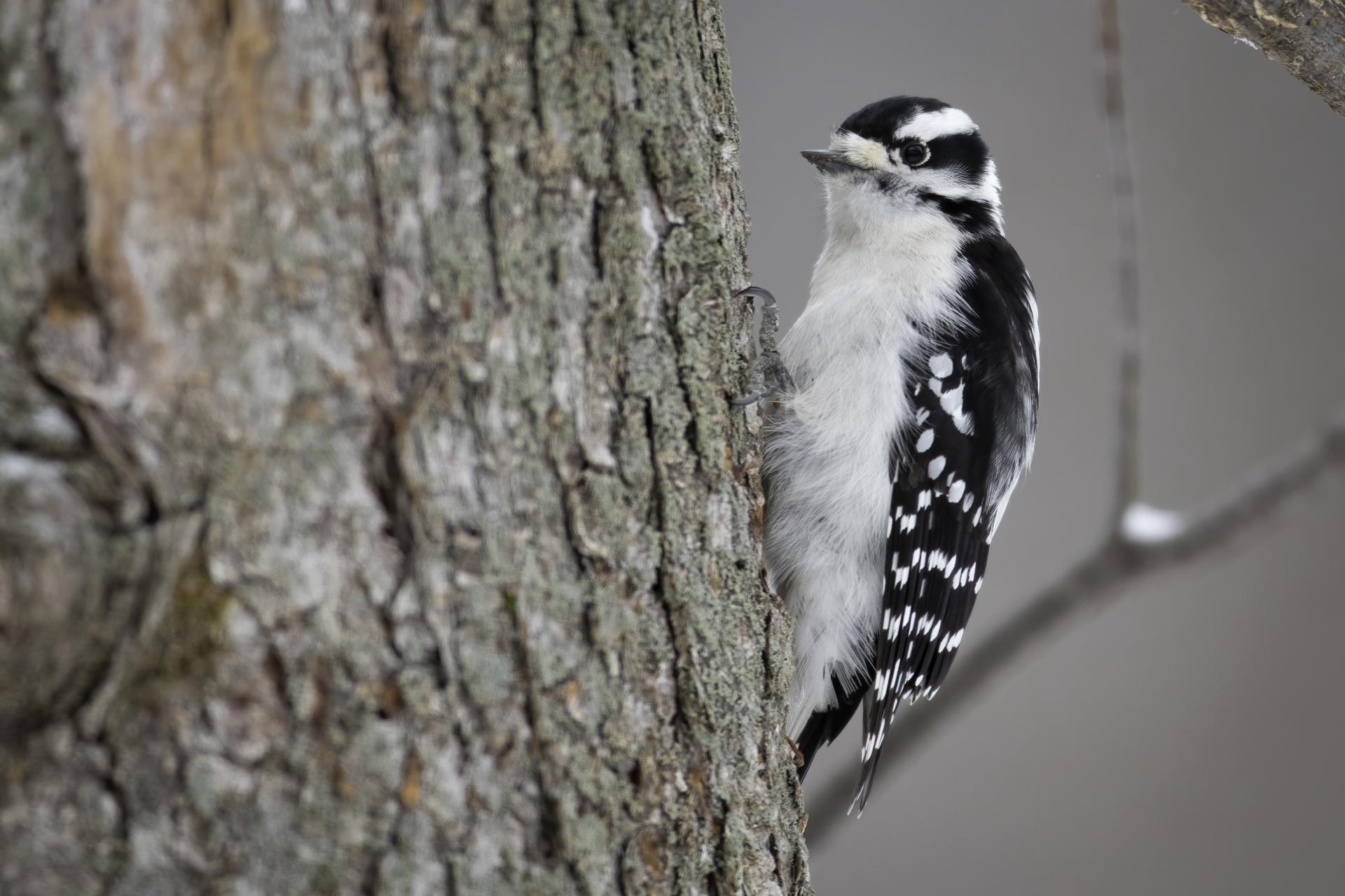 pic-mineur-downy-woodpecker