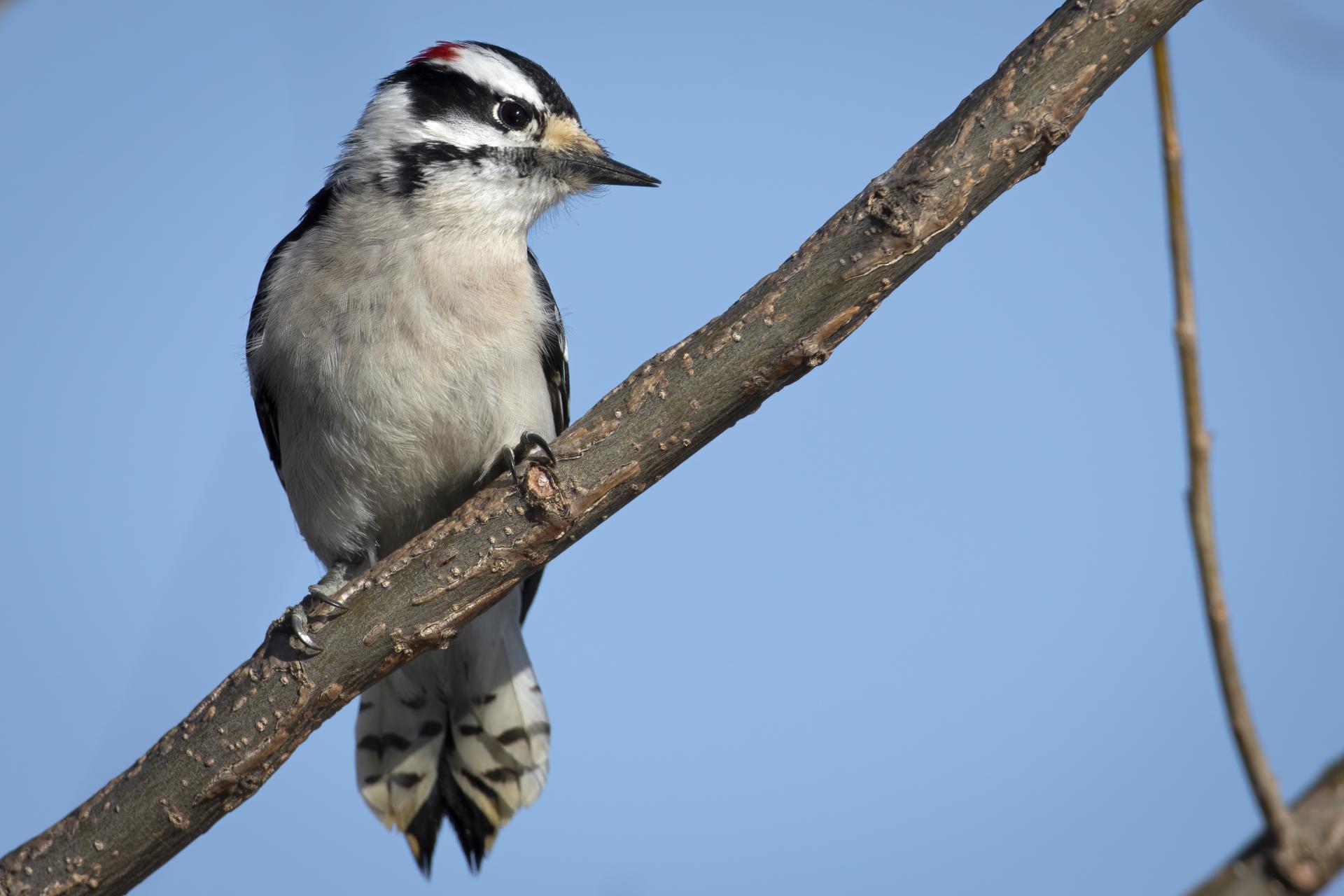 pic-mineur-downy-woodpecker