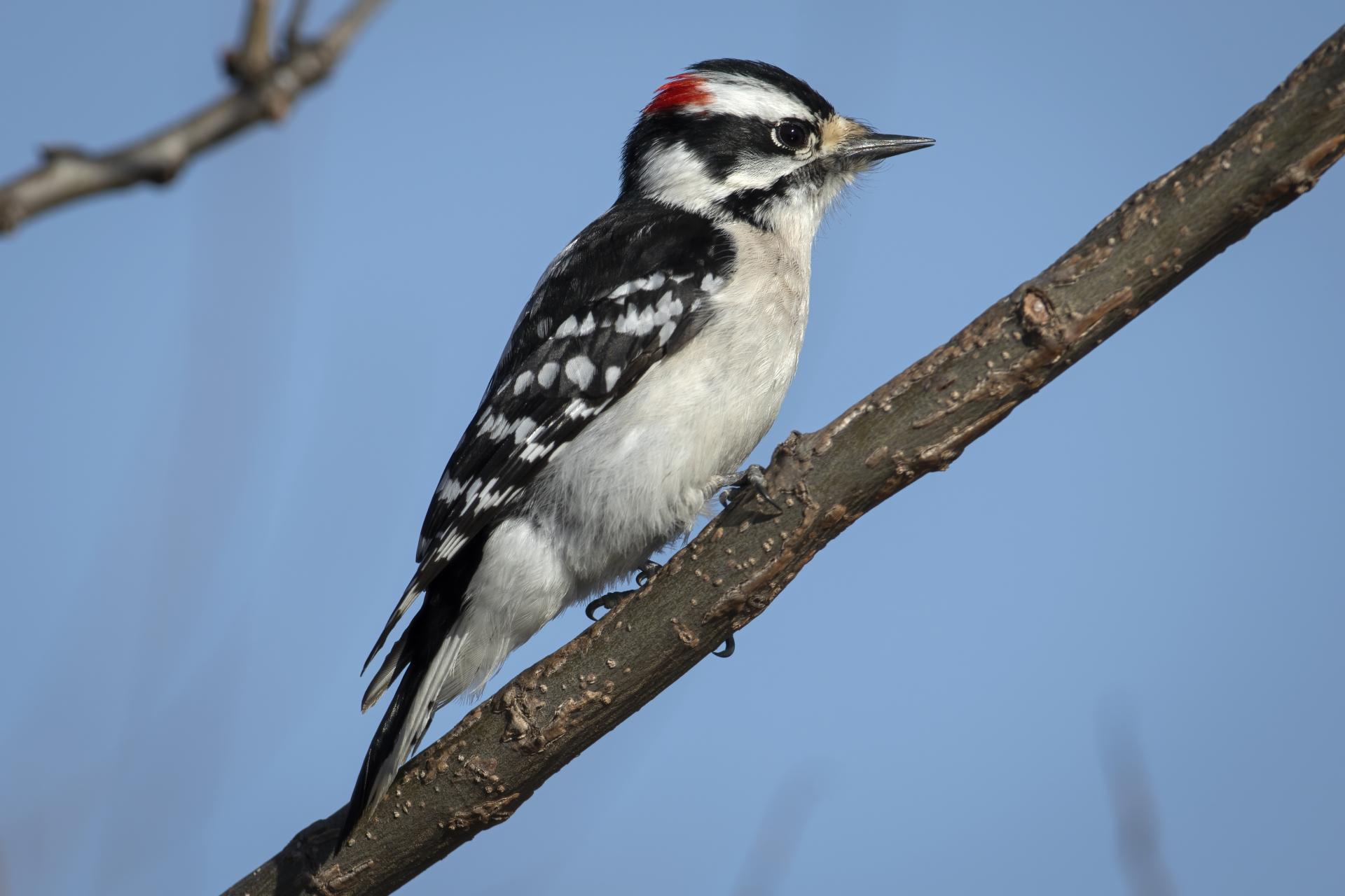 pic-mineur-downy-woodpecker