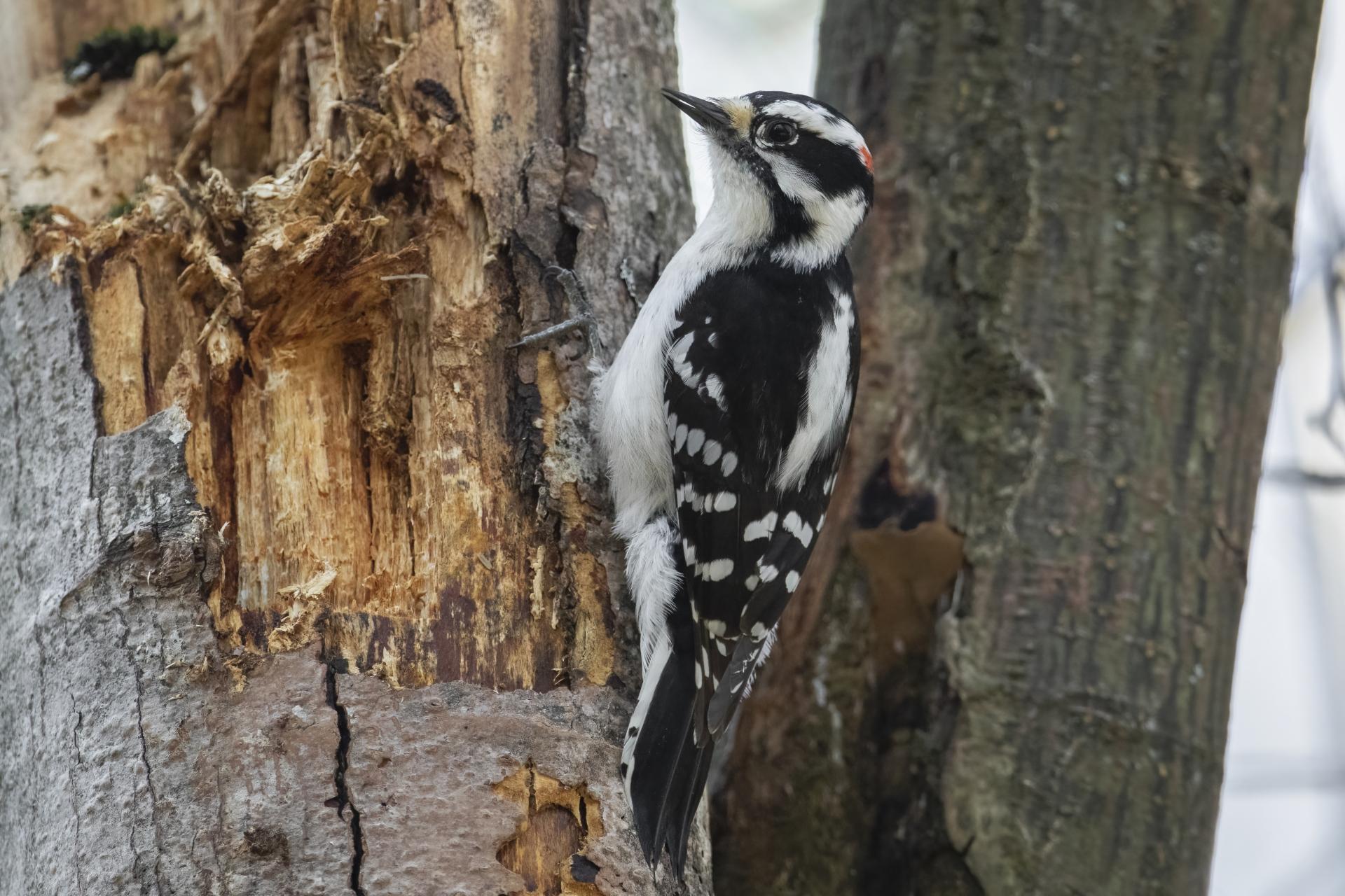 pic-mineur-downy-woodpecker