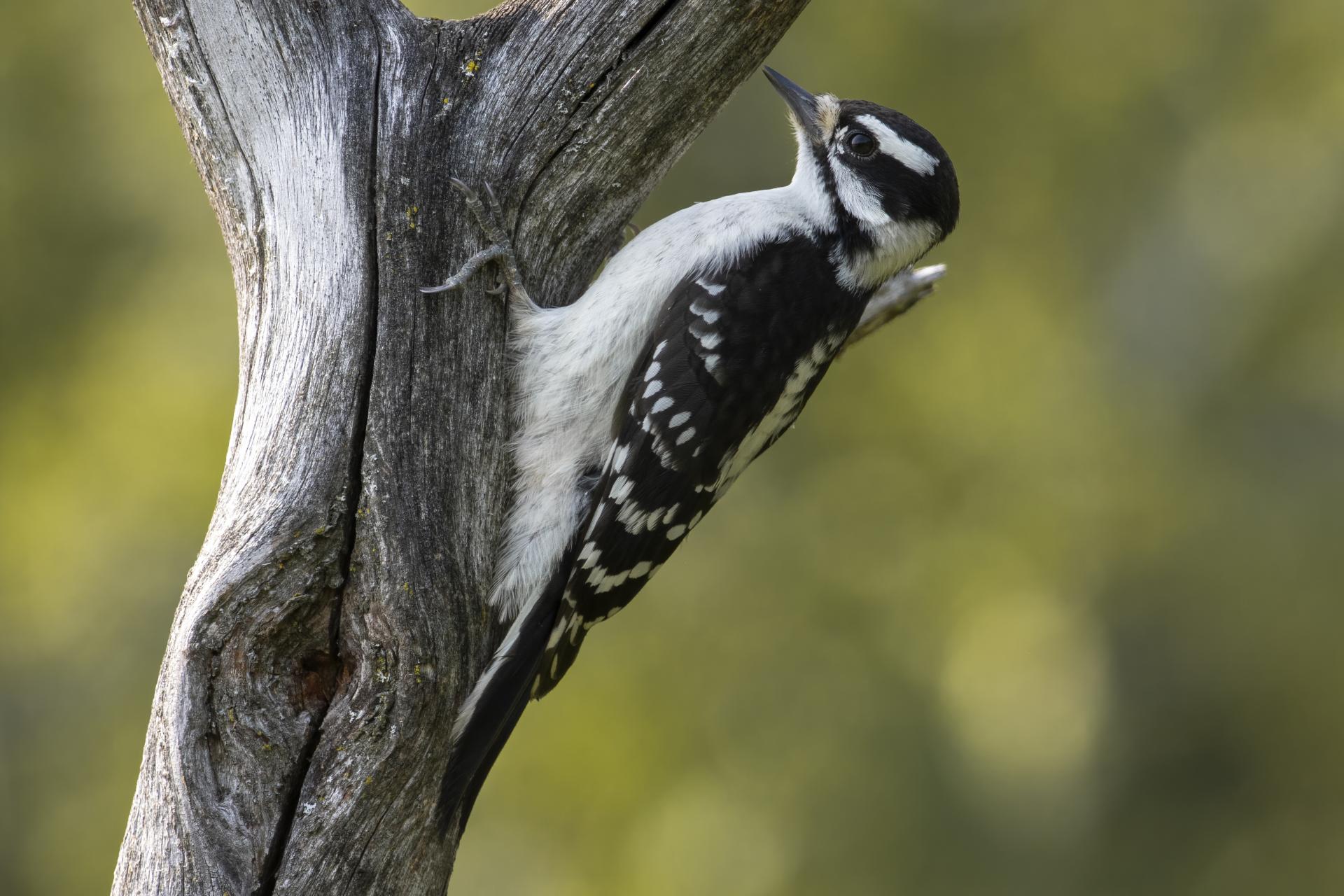 pic-mineur-downy-woodpecker