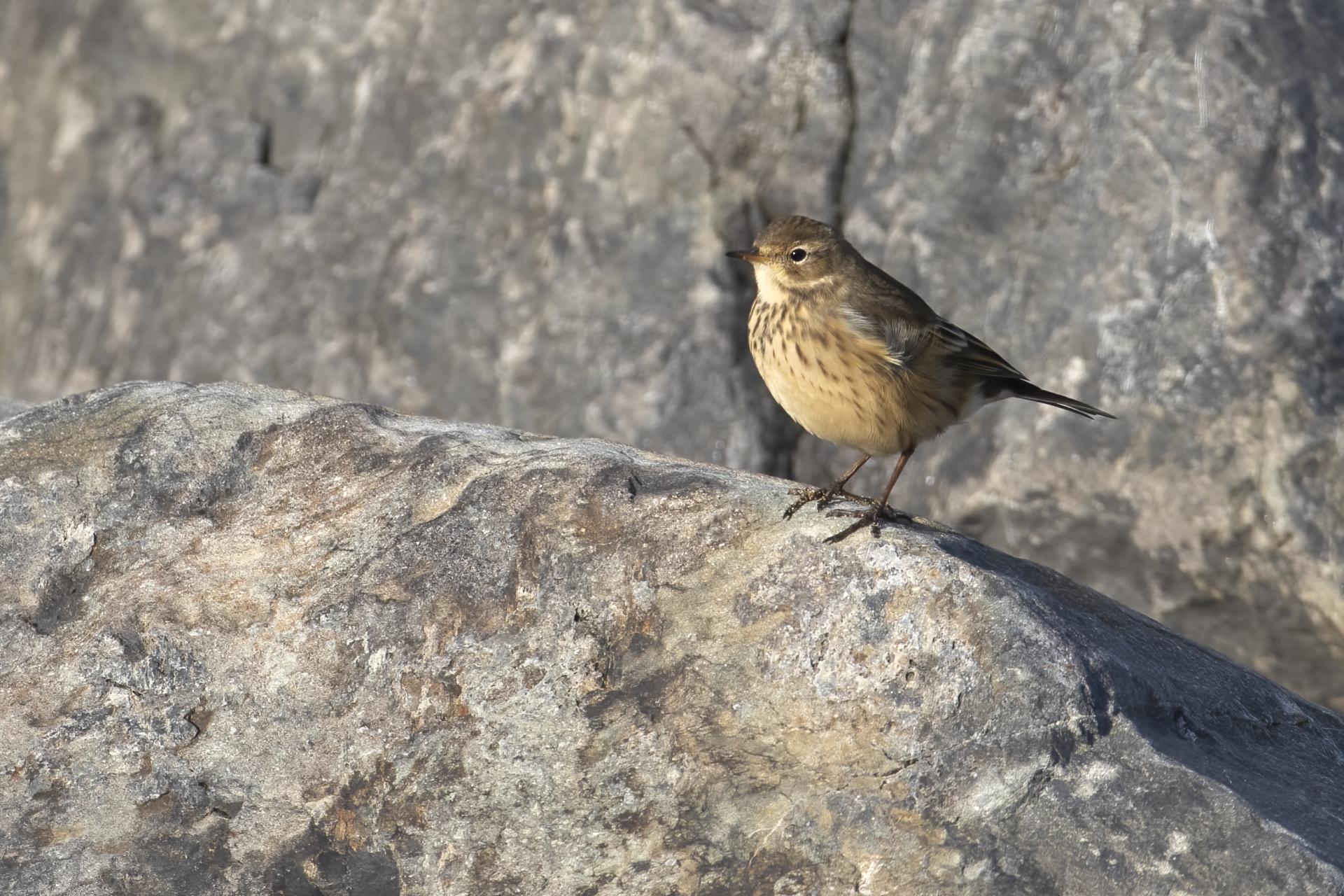 pipit-d-amerique-American-pipit