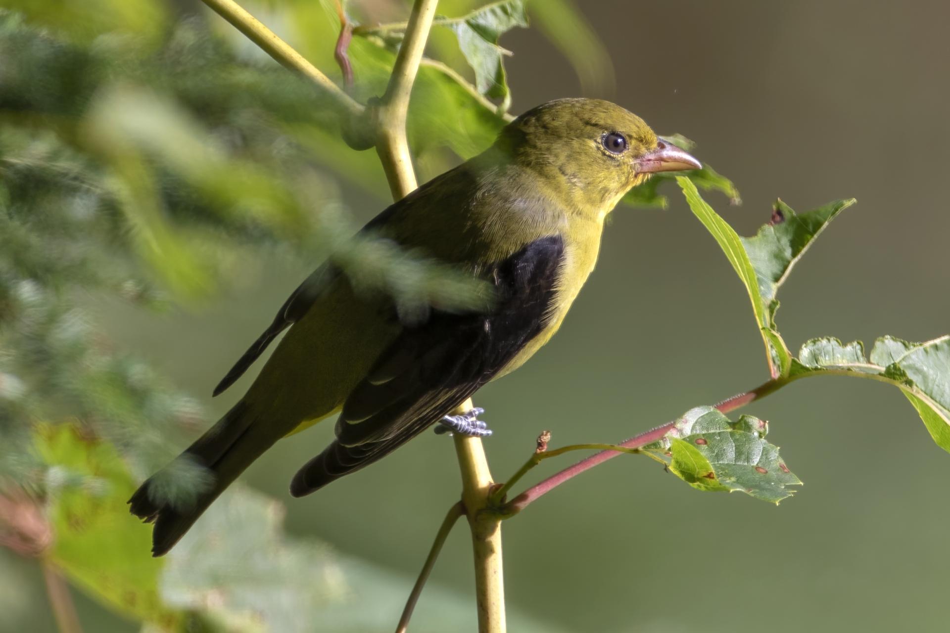 piranga-ecarlate-scarlet-tanager