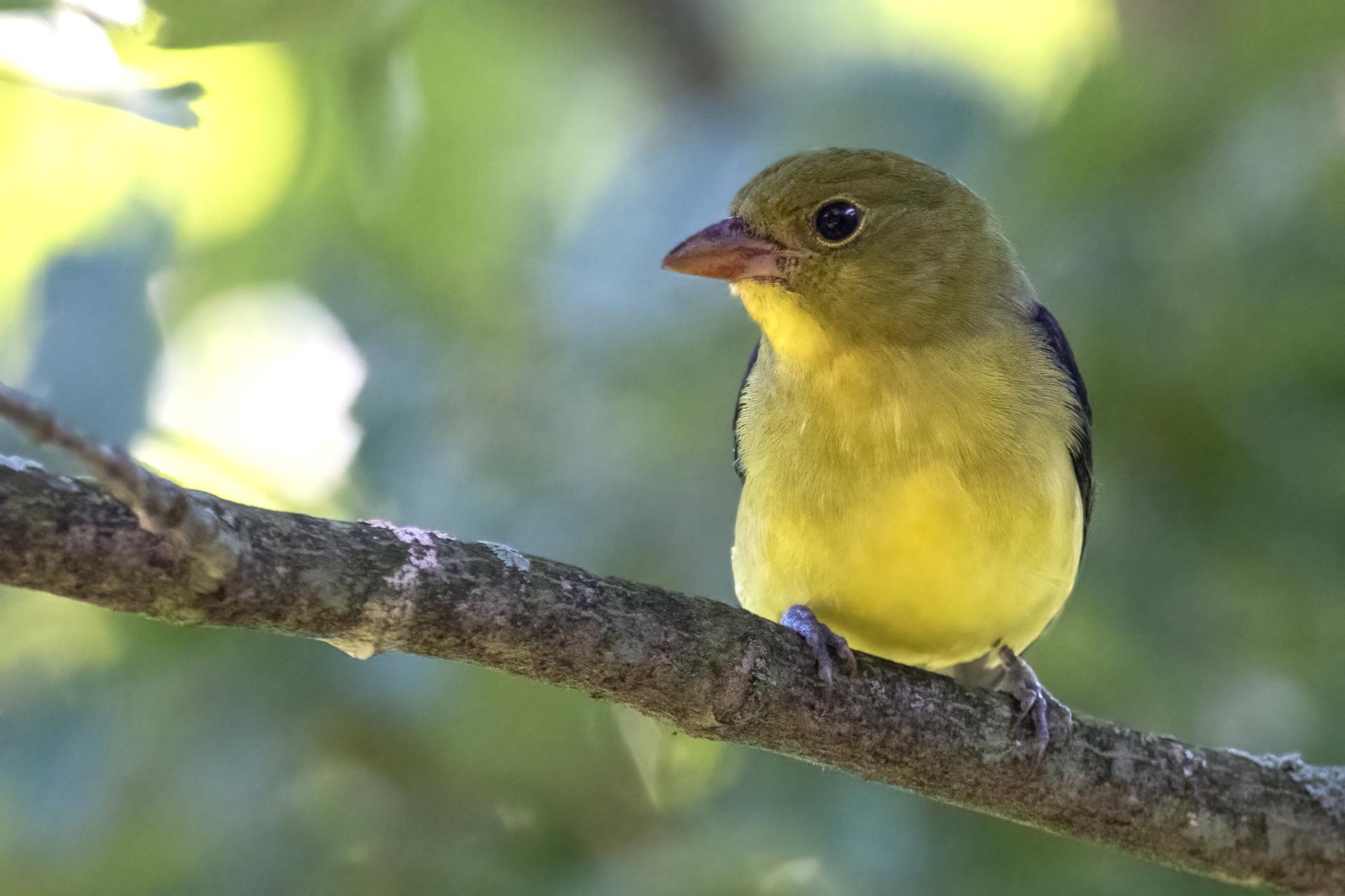 piranga-ecarlate-scarlet-tanager