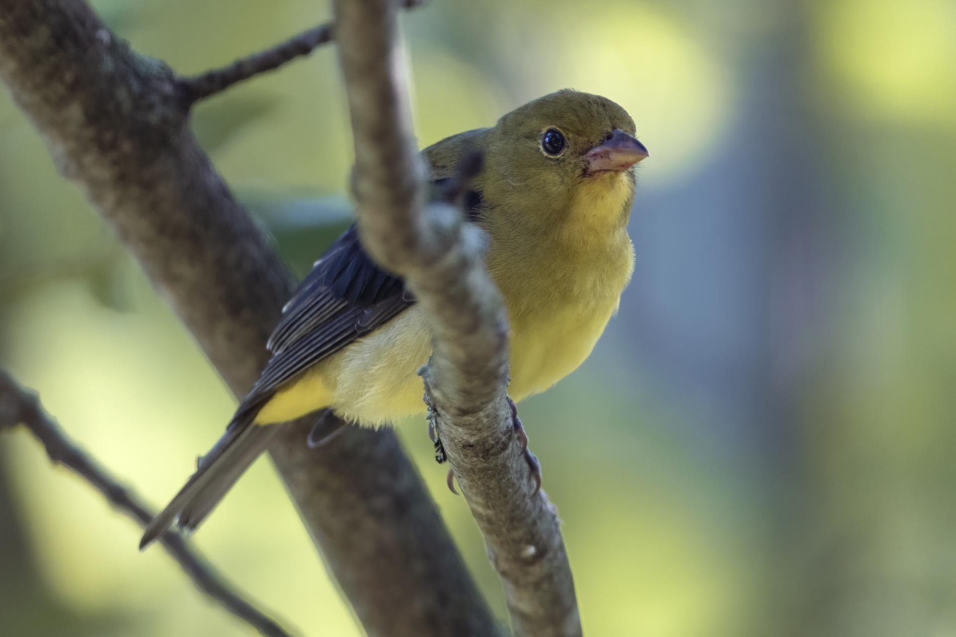 piranga-ecarlate-scarlet-tanager