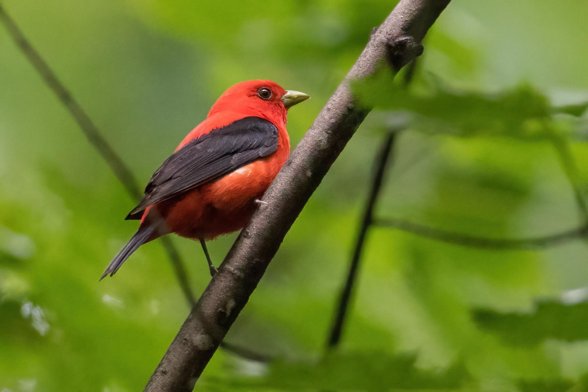 piranga-ecarlate-scarlet-tanager