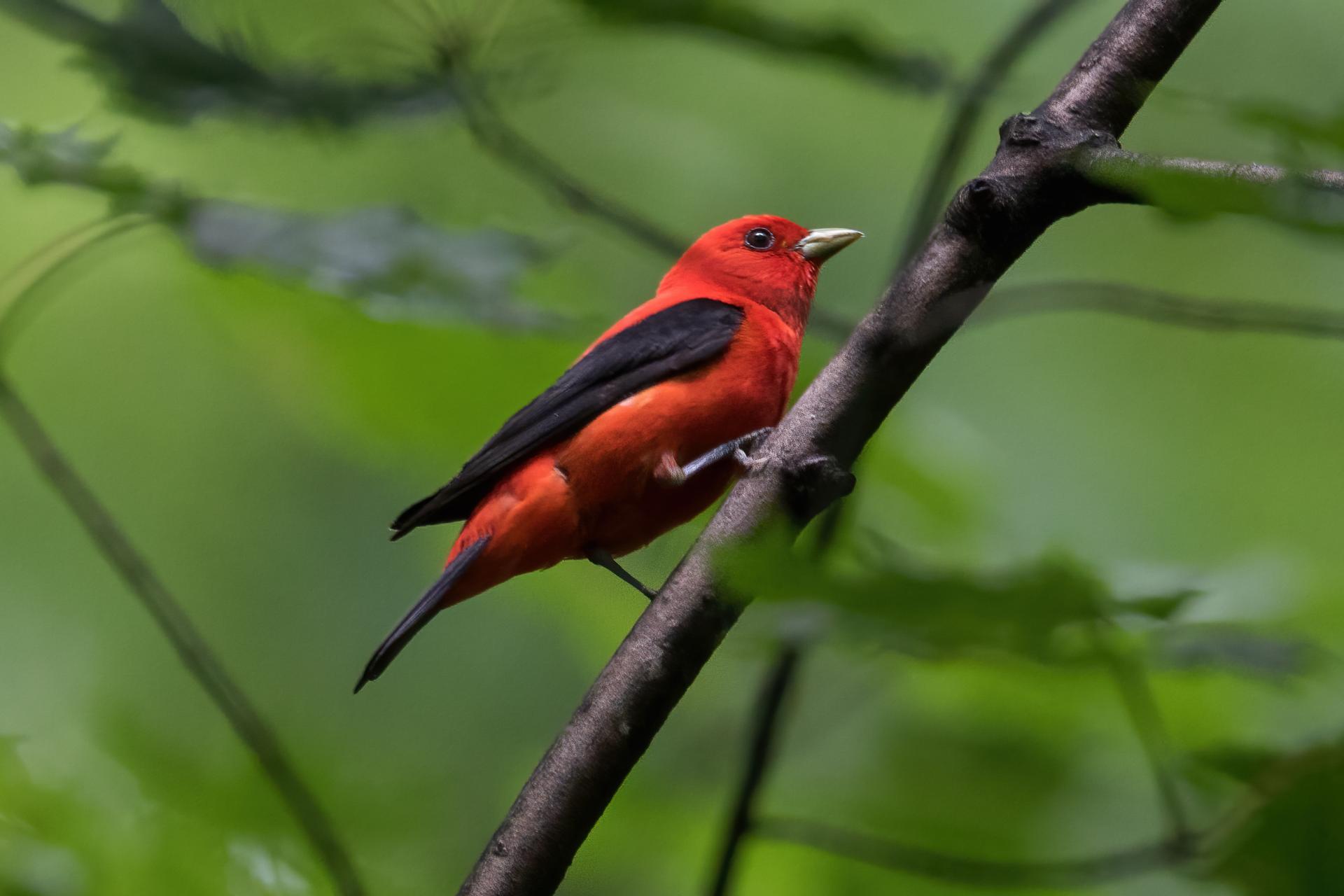 piranga-ecarlate-scarlet-tanager