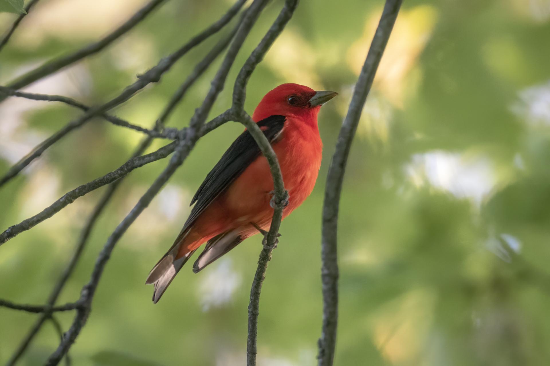 piranga-ecarlate-scarlet-tanager