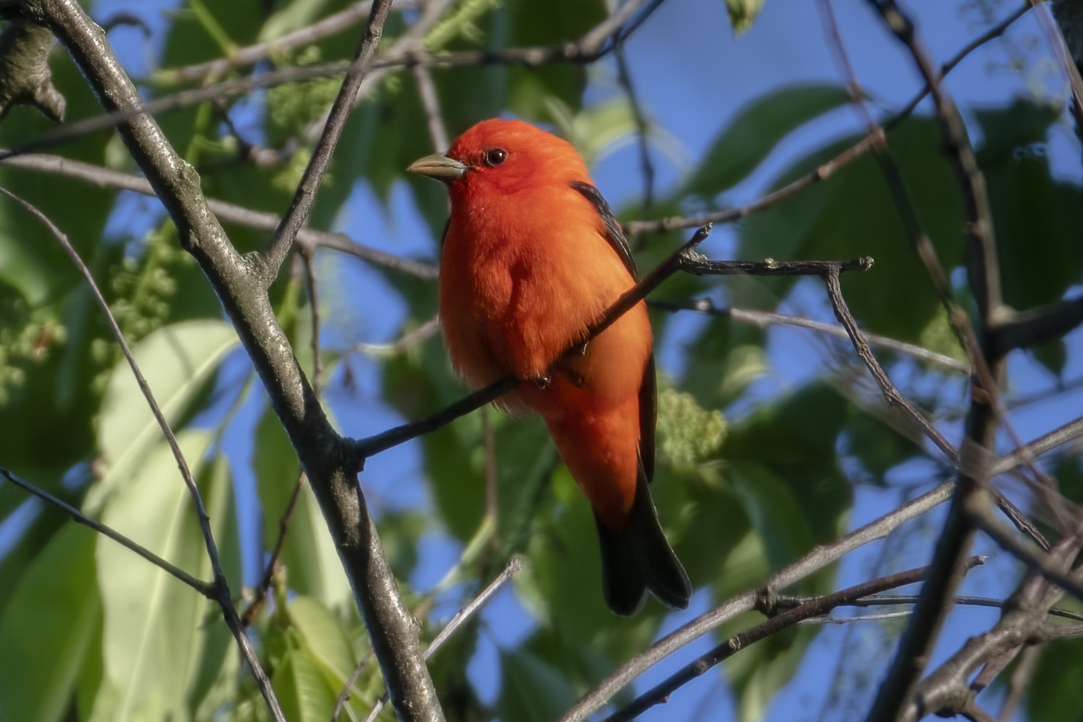 piranga-ecarlate-scarlet-tanager