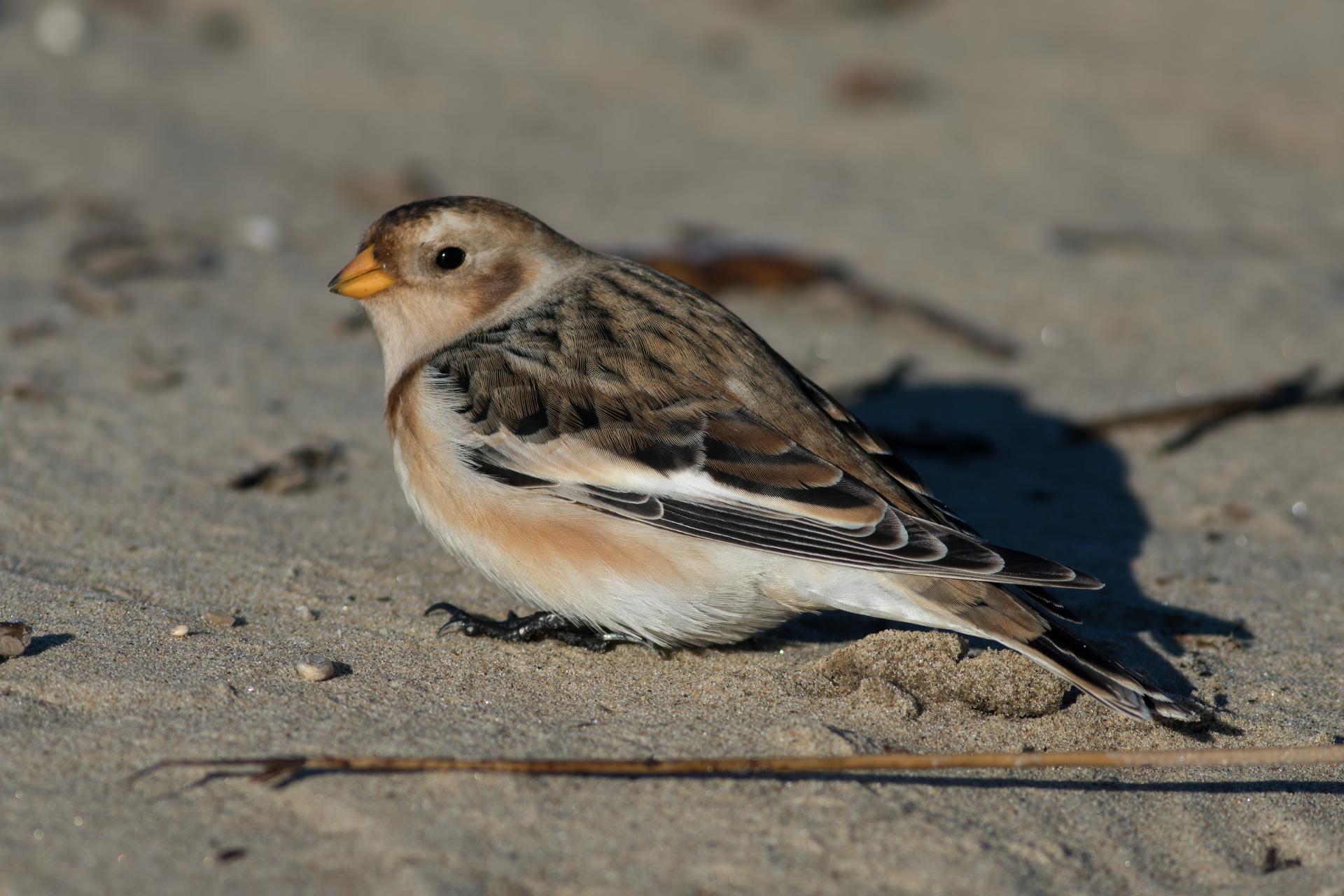 plectrophane-des-neiges-Snow-bunting