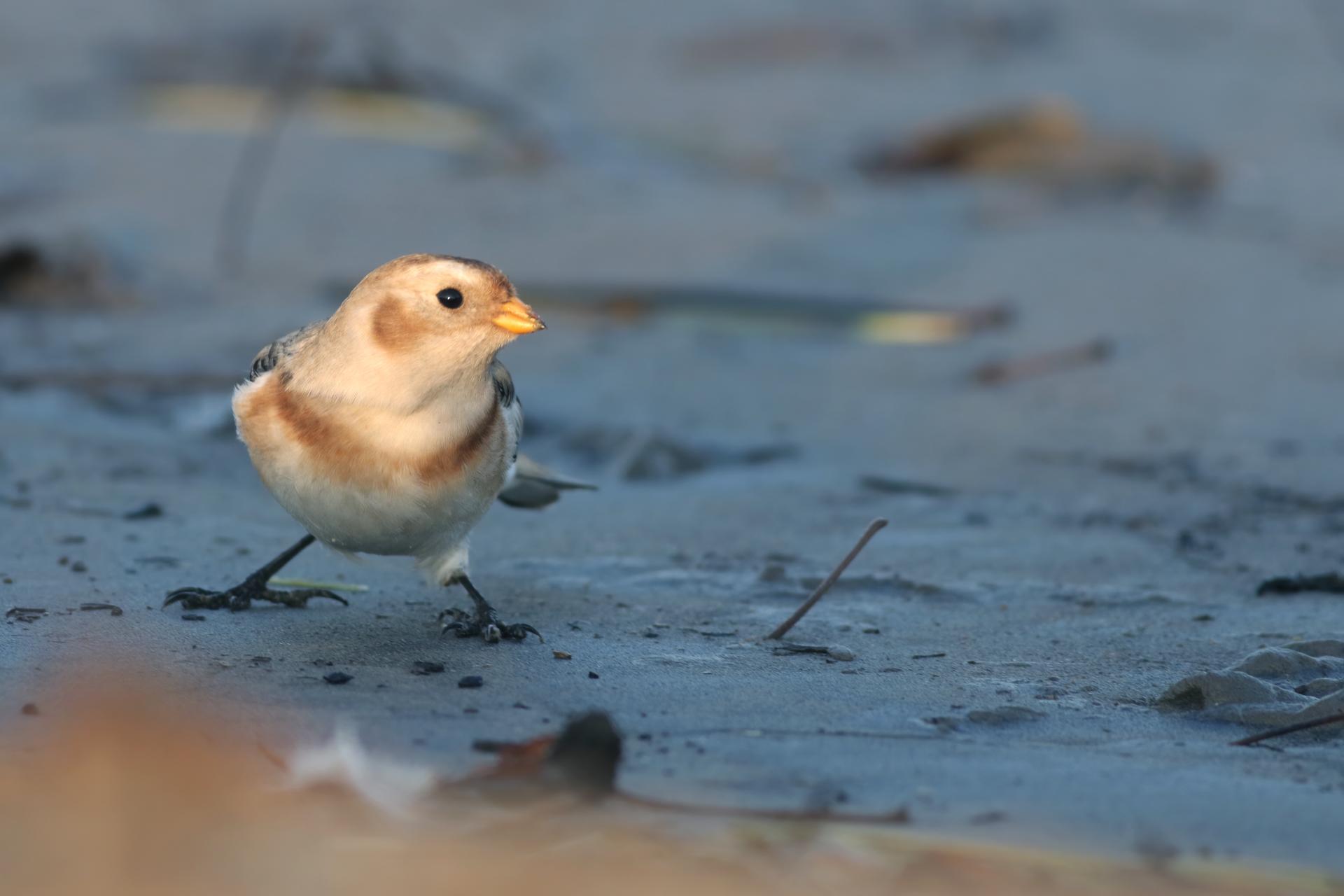 plectrophane-des-neiges-Snow-bunting