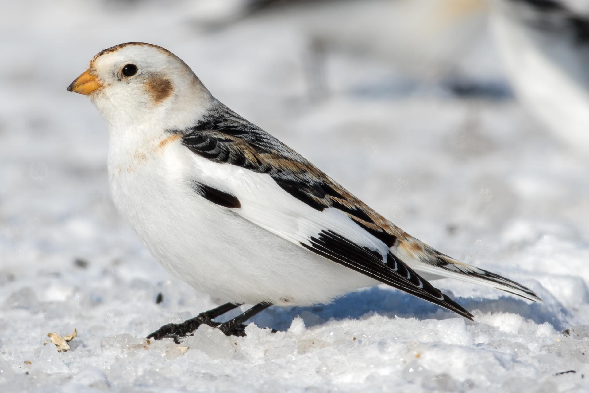 plectrophane-des-neiges-Snow-bunting