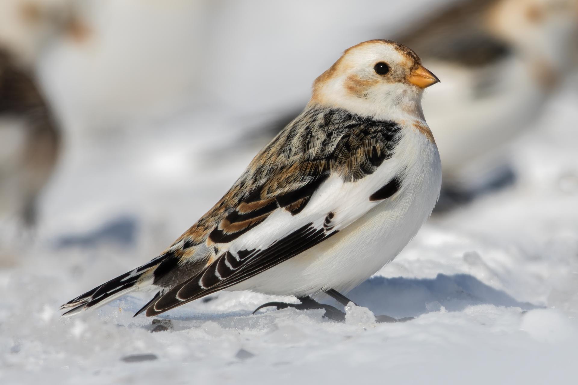 plectrophane-des-neiges-Snow-bunting