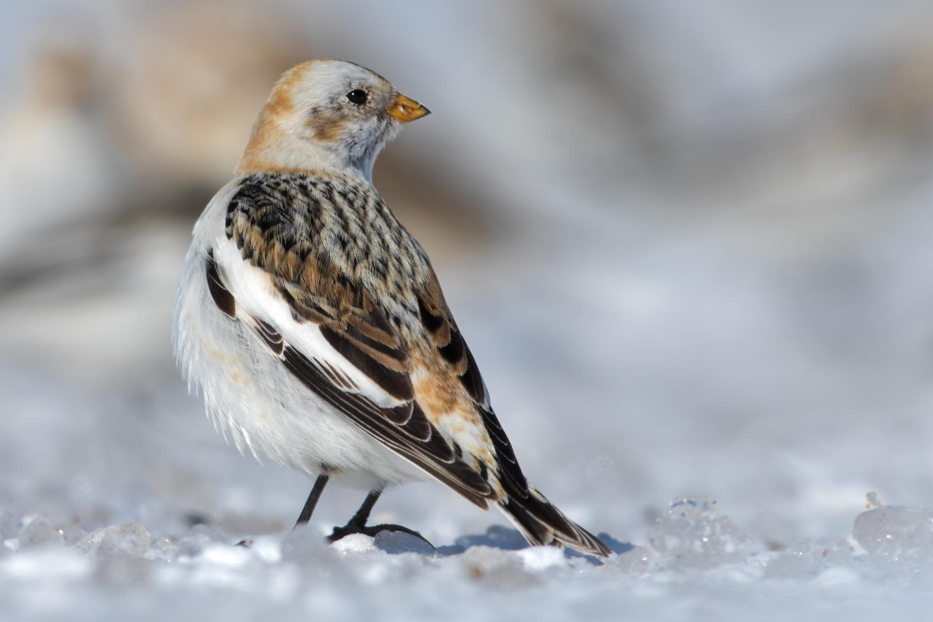 plectrophane-des-neiges-Snow-bunting
