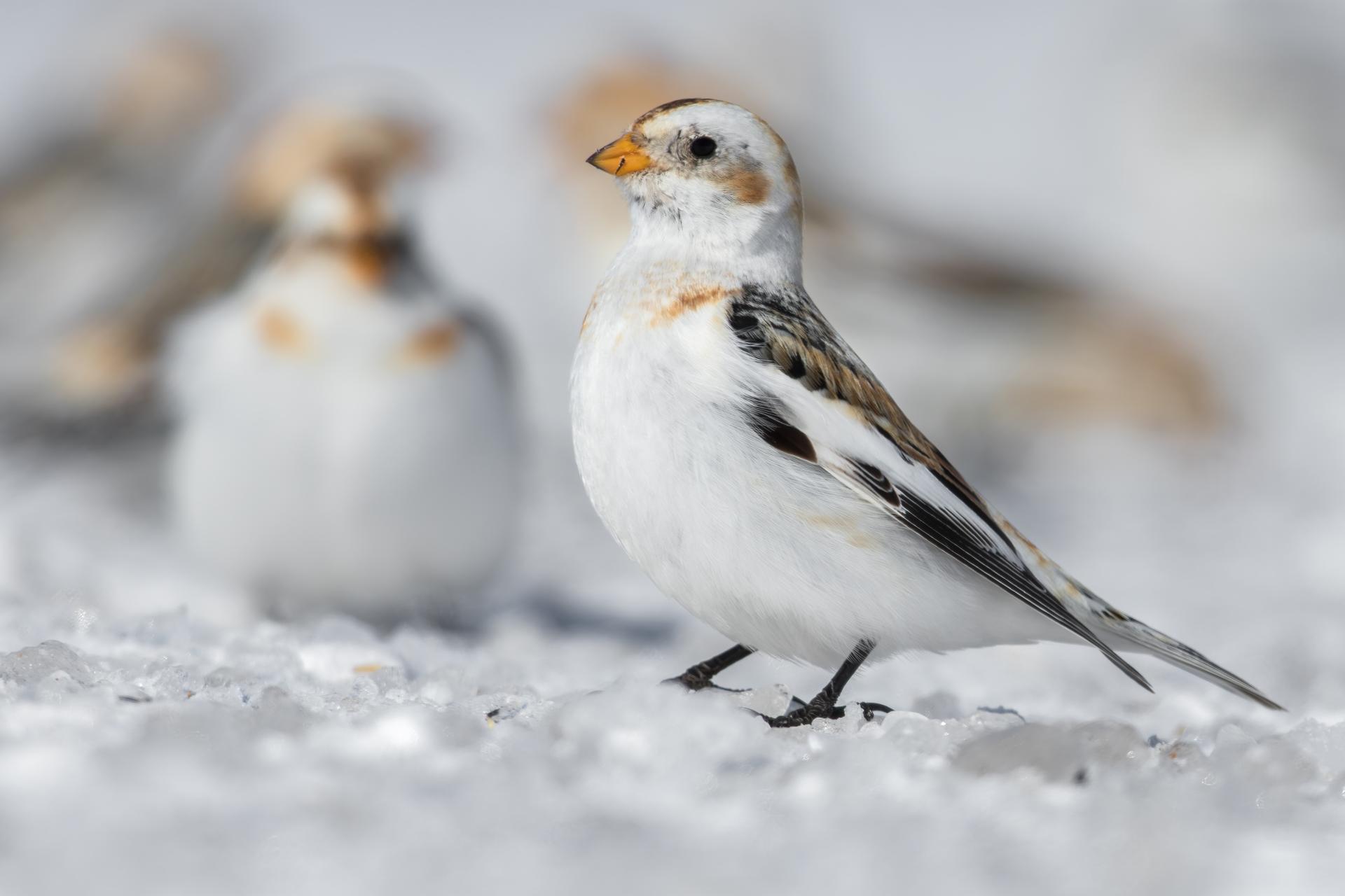 plectrophane-des-neiges-Snow-bunting