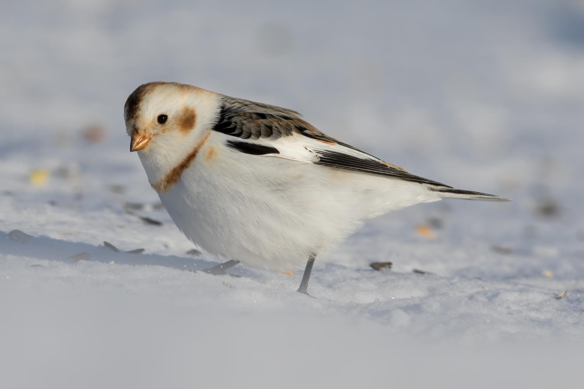 plectrophane-des-neiges-Snow-bunting