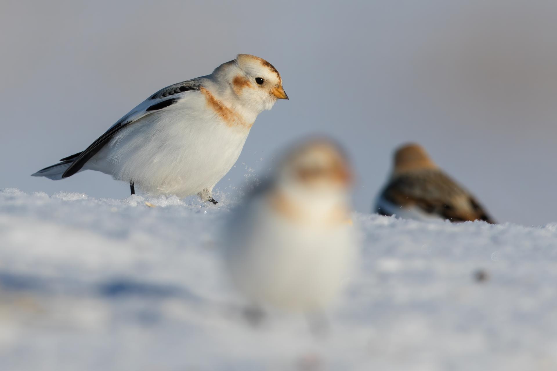 plectrophane-des-neiges-Snow-bunting